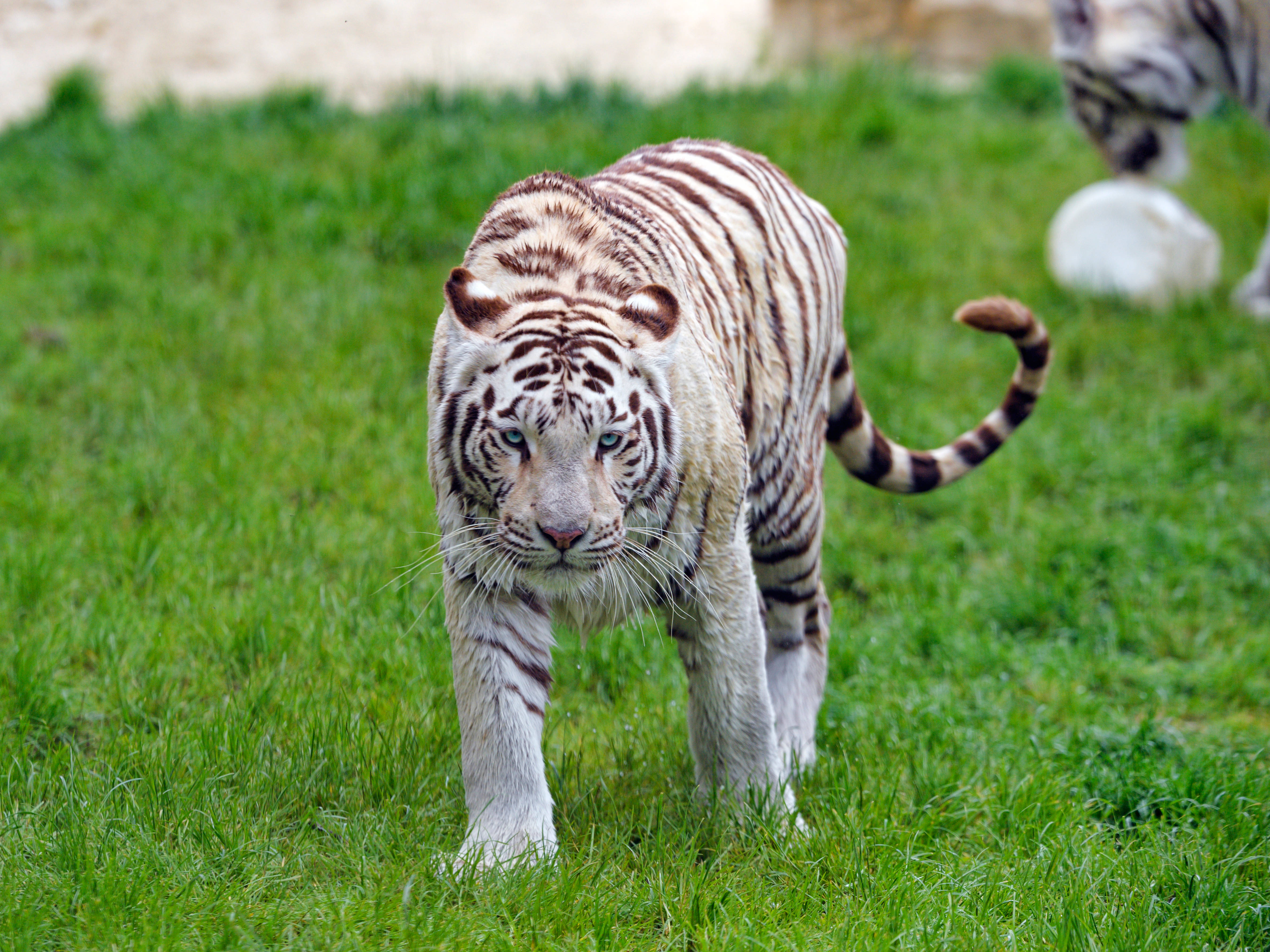 White Tiger, blue eyes, vibrant green grass, 4K Desktop Wallpaper