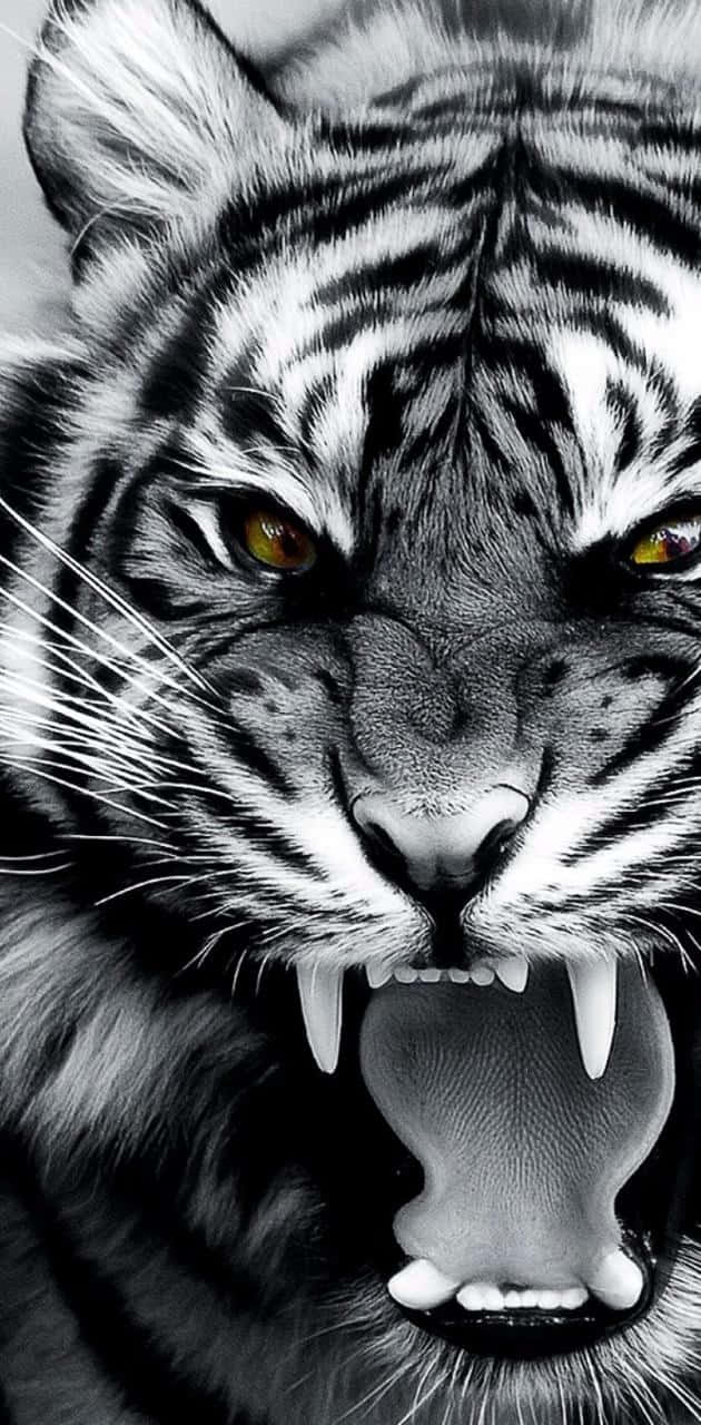 white tiger, bared teeth, intense amber eyes, HD Phone Wallpaper