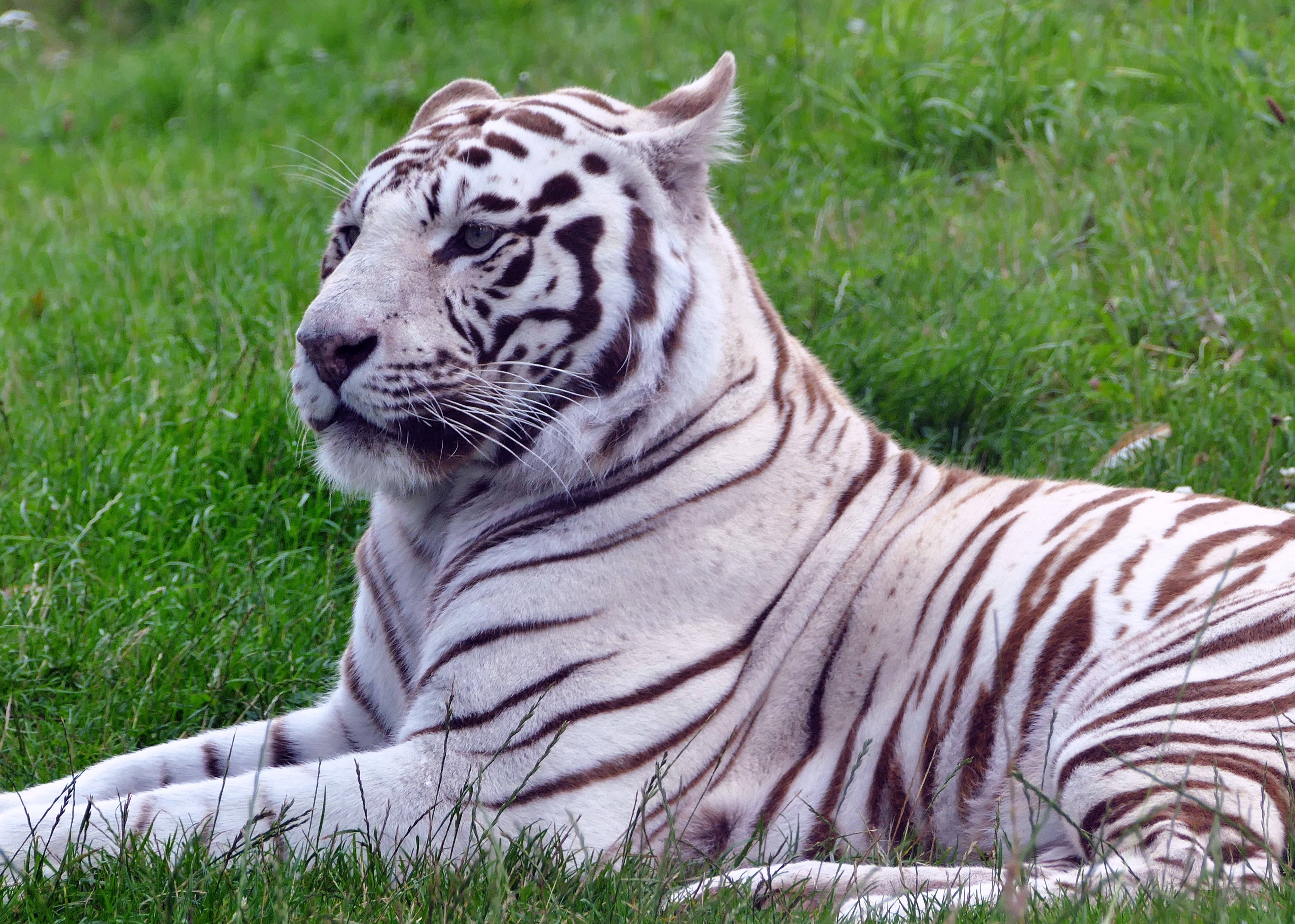 White Tiger, brilliant green field, natural daylight, 4K Desktop Wallpaper