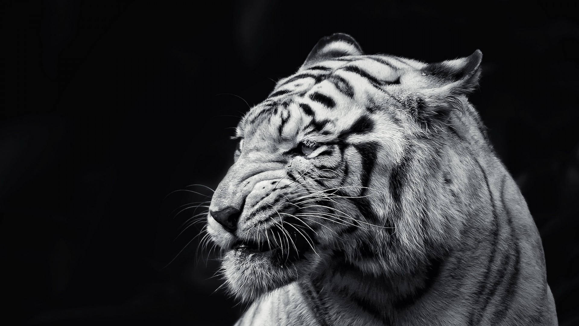 white tiger, black and white, intense gaze, Full HD Desktop Wallpaper