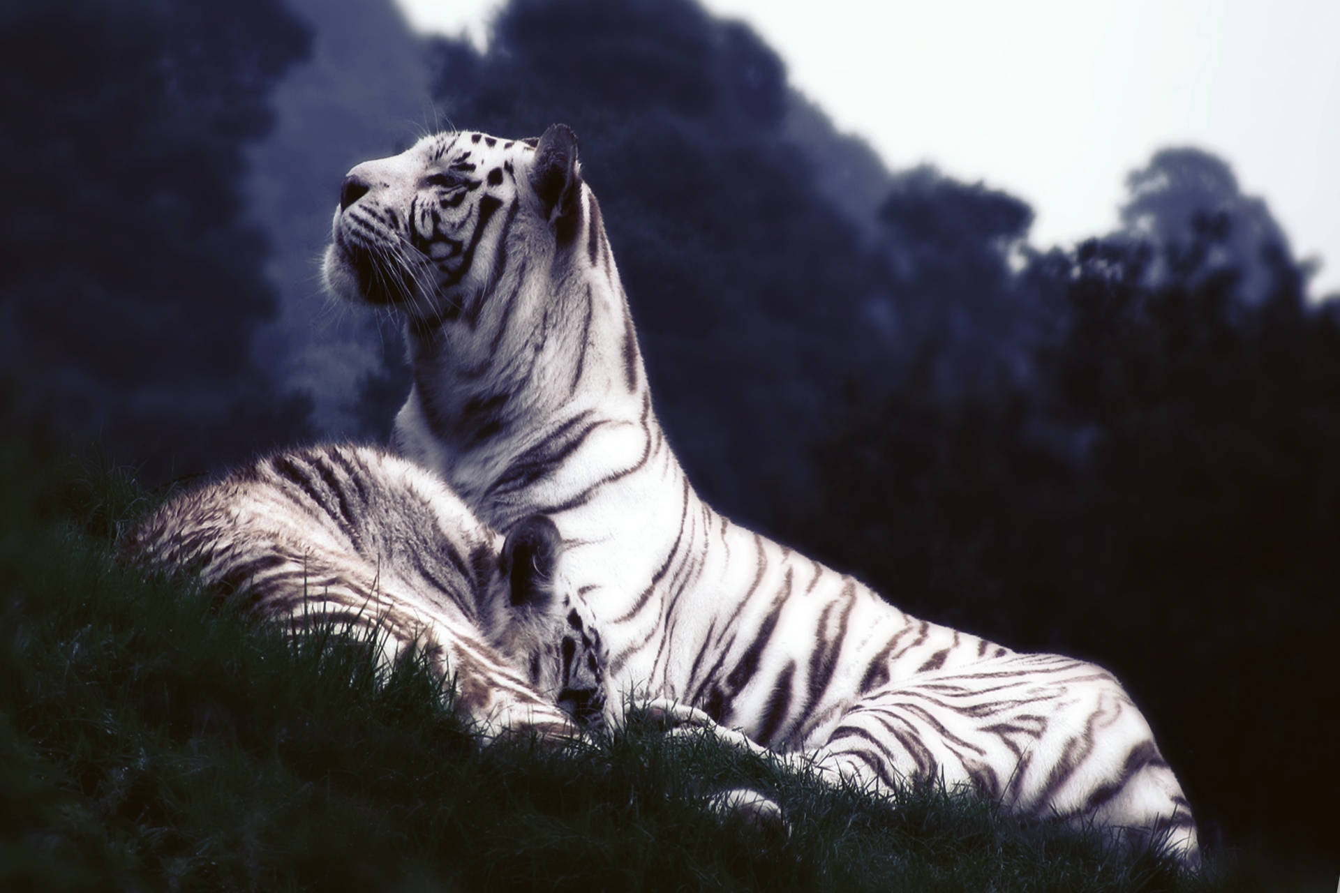 white tiger, black stripes, grassy terrain, Full HD Desktop Wallpaper