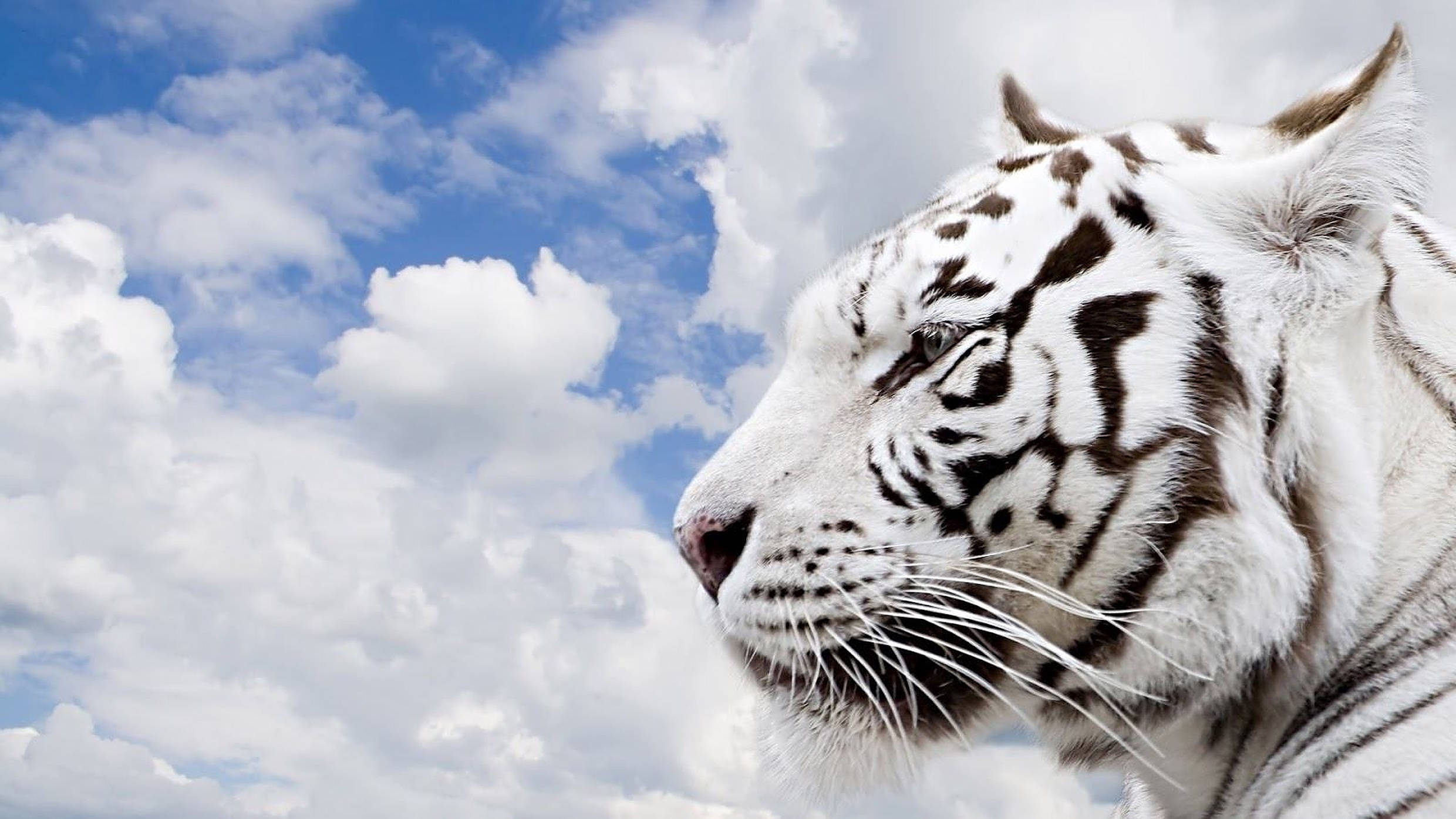 white tiger, black stripes, bright blue sky, Full HD Desktop Wallpaper