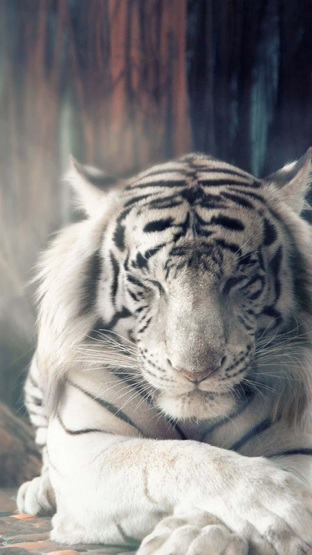 white tiger, forest, blurred wooden backdrop, Full HD Phone Wallpaper
