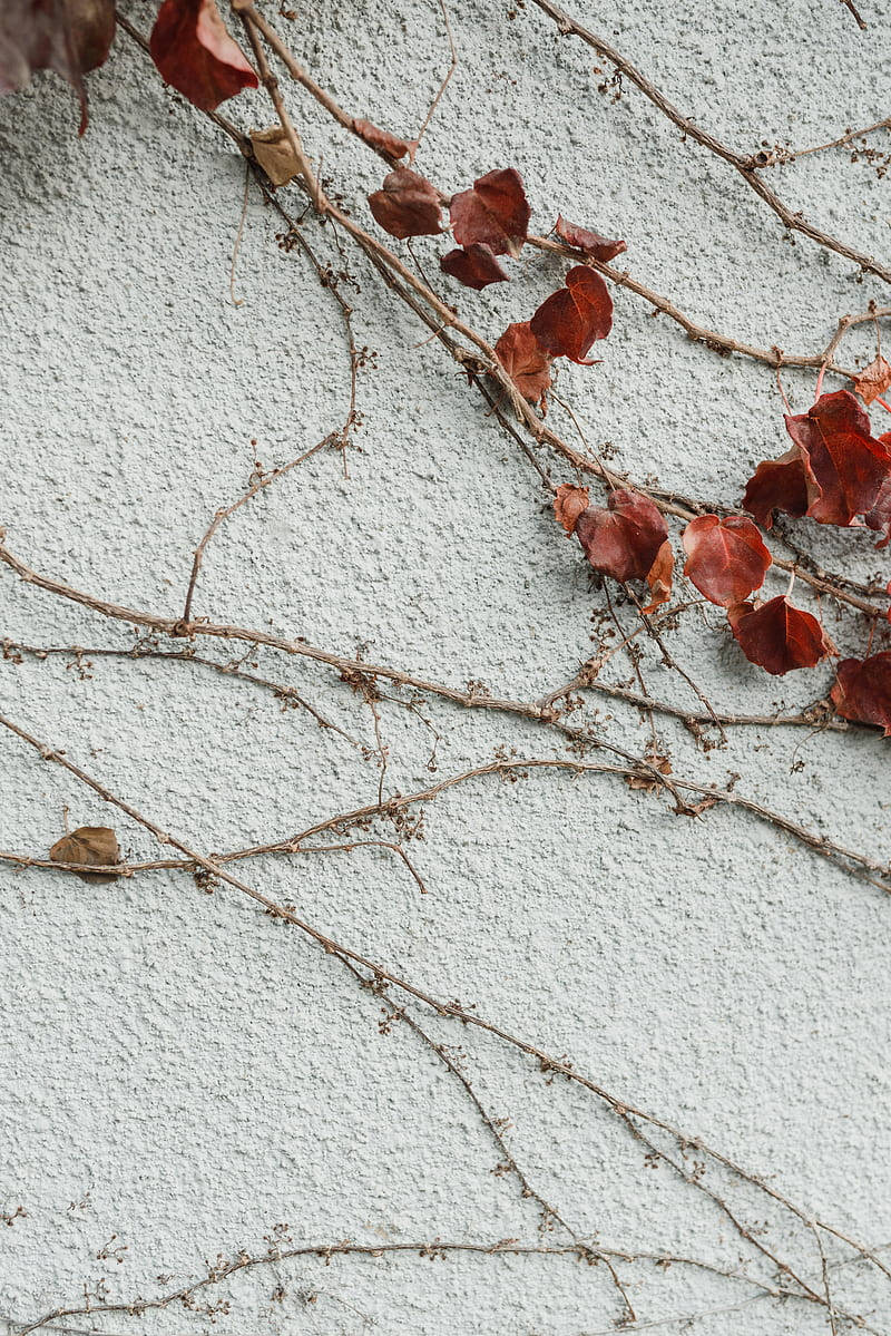 minimalist white brick wall, textured light gray wall, dried red ivy leaves, SD Phone Wallpaper