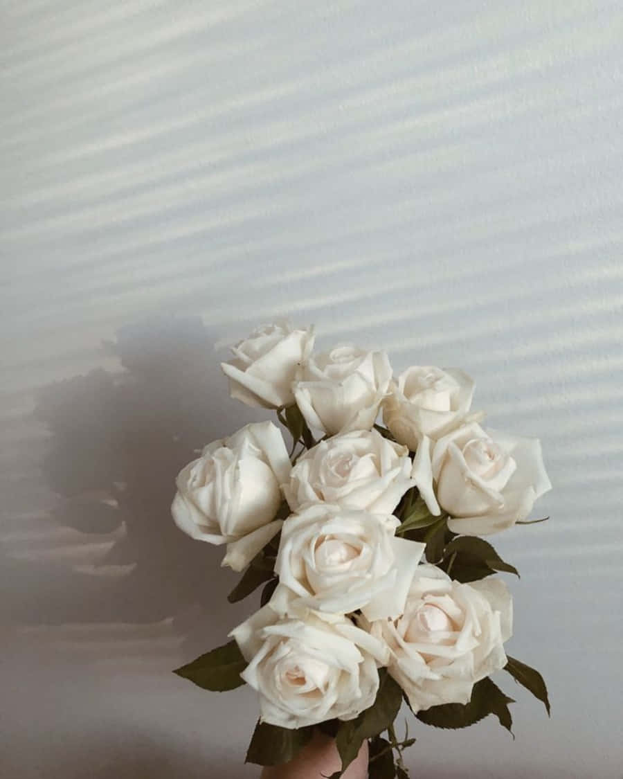 white roses, iPhone, white wall, SD Phone Wallpaper