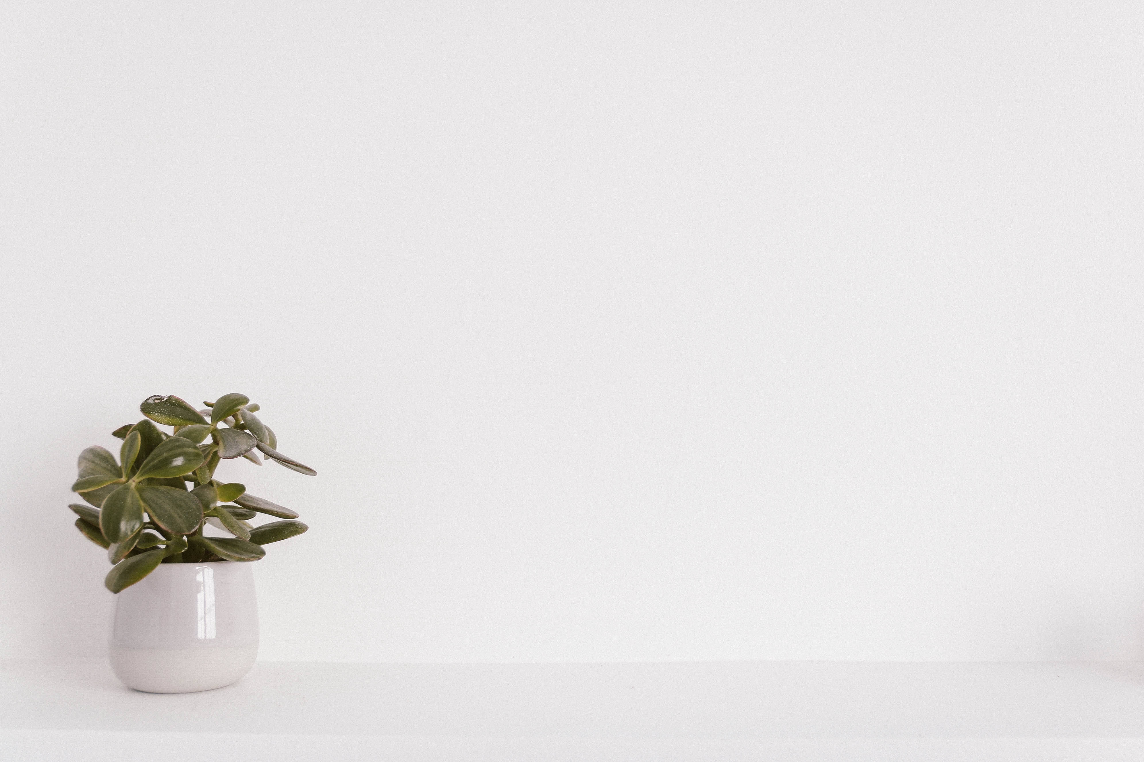 white wall, antique wall sconces, jade plant, 4K Desktop Wallpaper