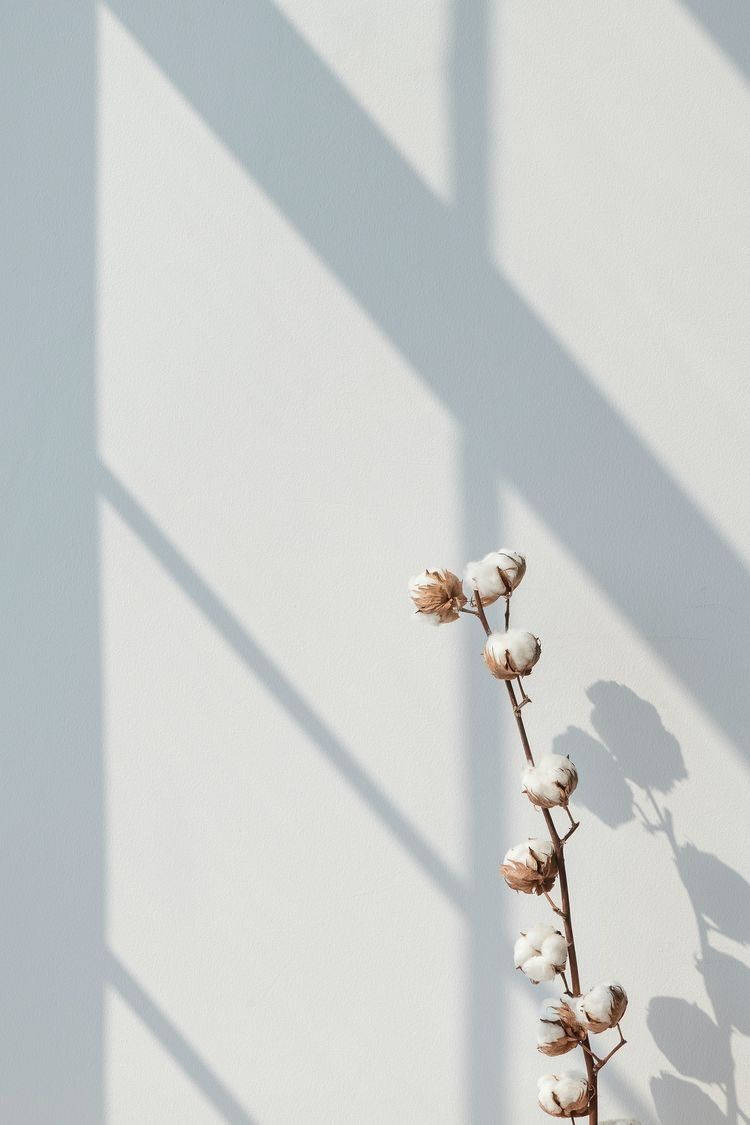 pure white wall, sunlight, minimalist white wall, SD Phone Wallpaper
