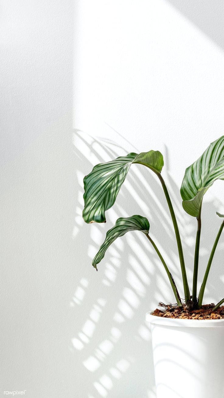 calathea plant, sunlight streaming through blinds, bright white wall, HD Phone Wallpaper