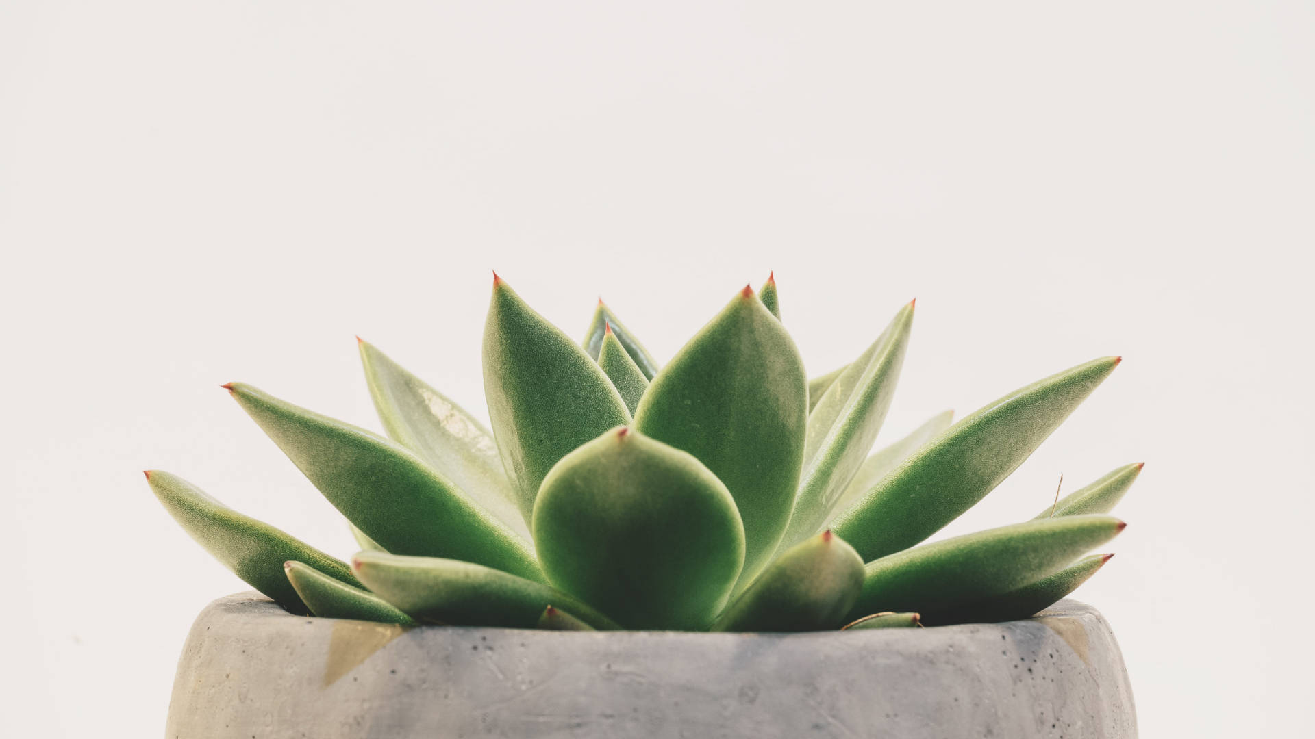 Serenity in Nature, vibrant green succulent, pointed leaves, Full HD Desktop Wallpaper