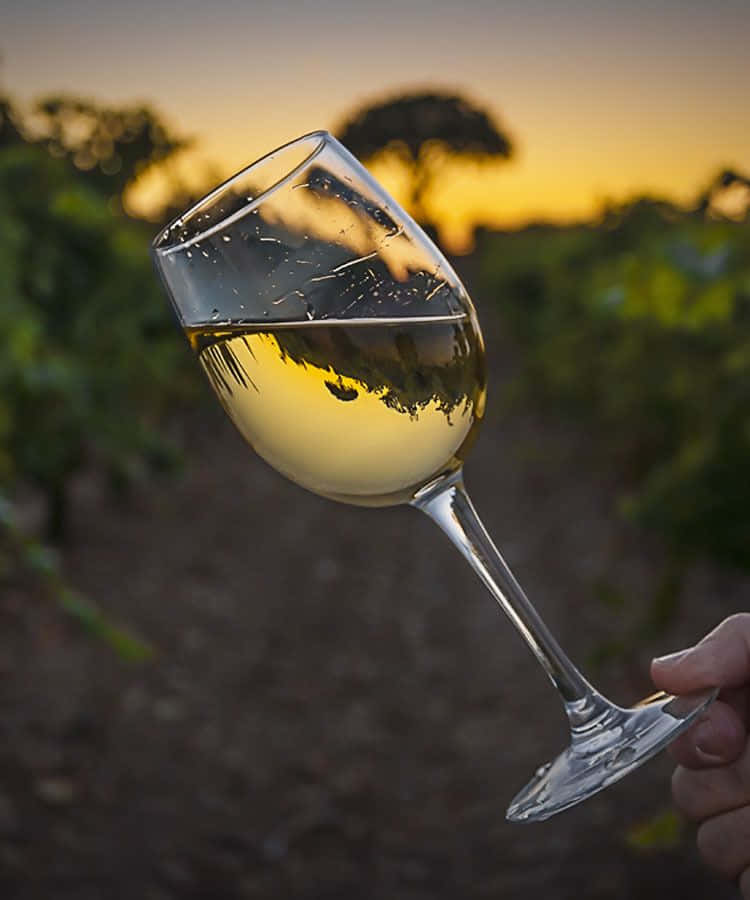 white wine, golden sunset, vineyard, SD Phone Wallpaper