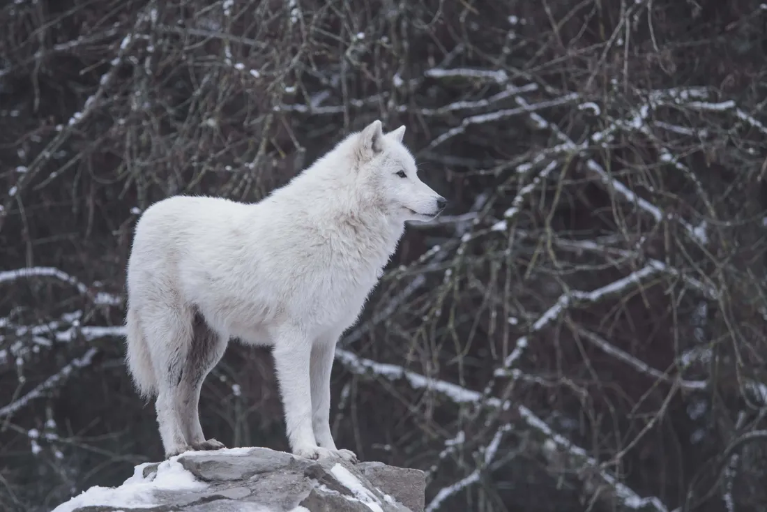 White Wolf