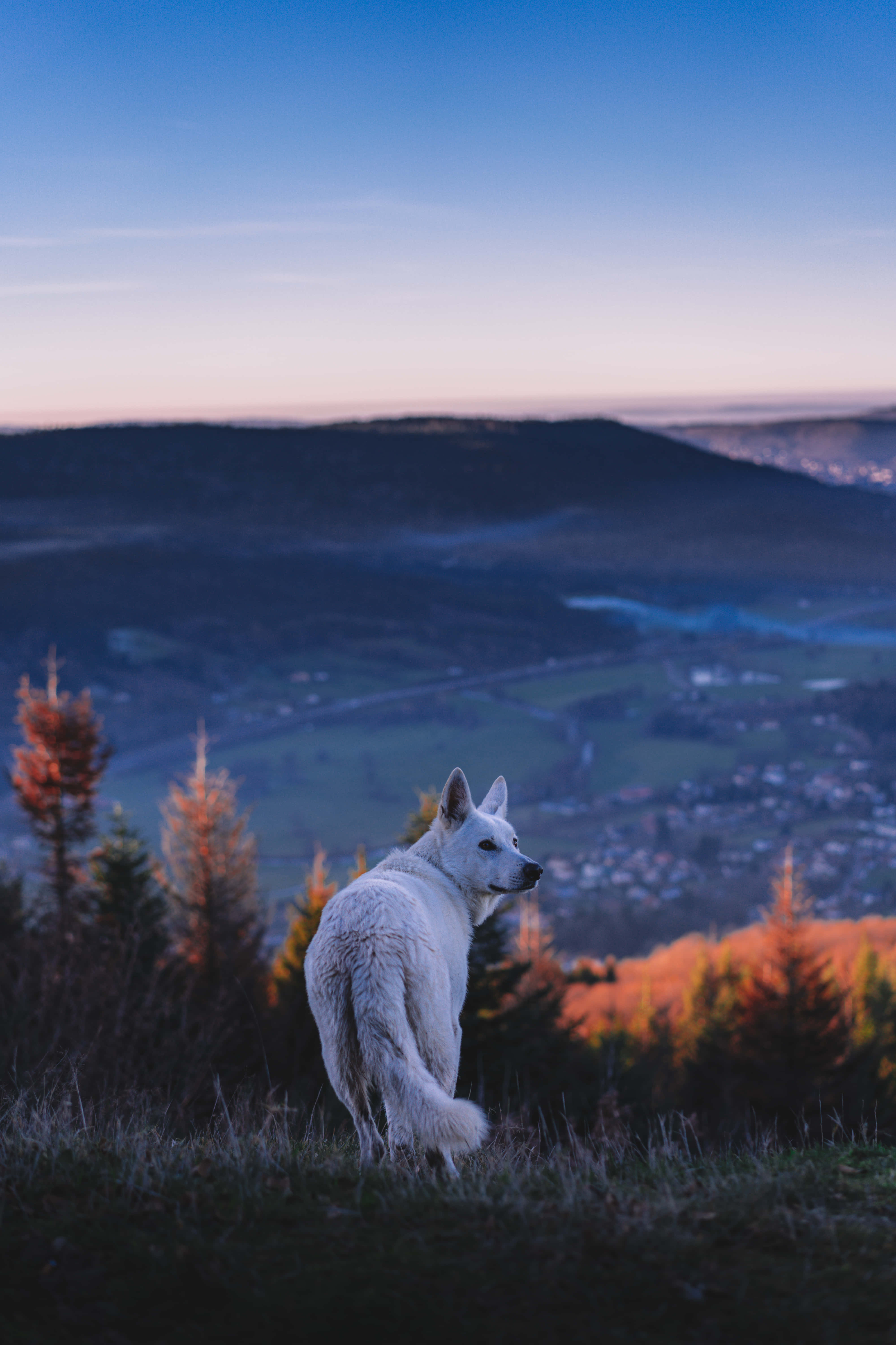 Wolf Aesthetic, Sunset, Mountain, 5K Phone Wallpaper