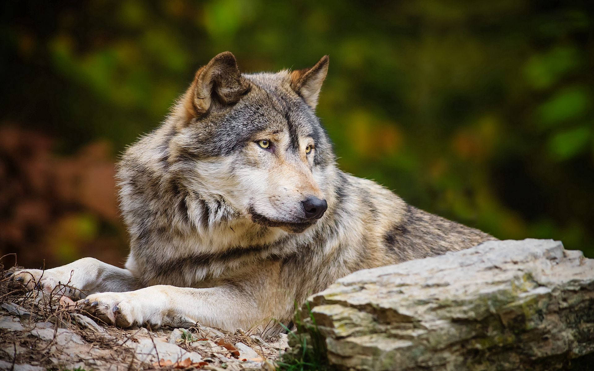 white grey wolf, gray wolf, mossy rock, Full HD Desktop Wallpaper