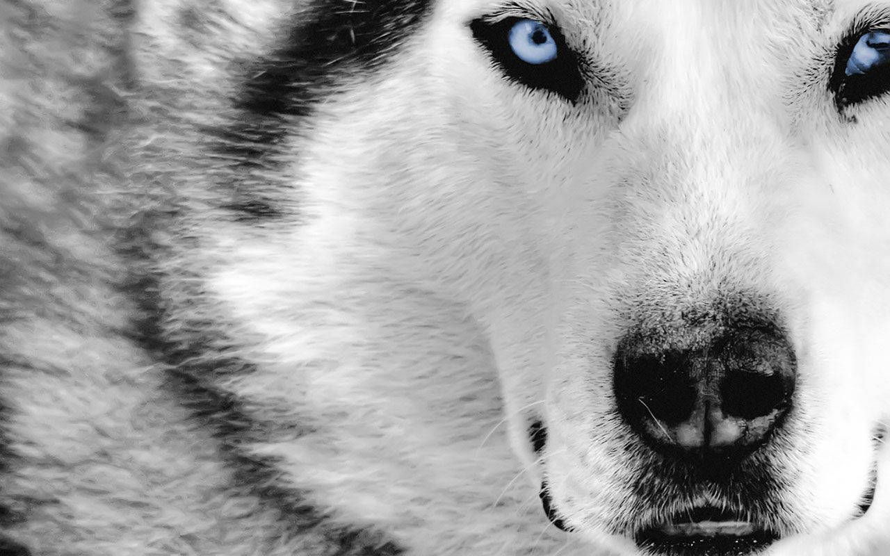 White Wolf, husky, piercing blue eyes, HD Desktop Wallpaper