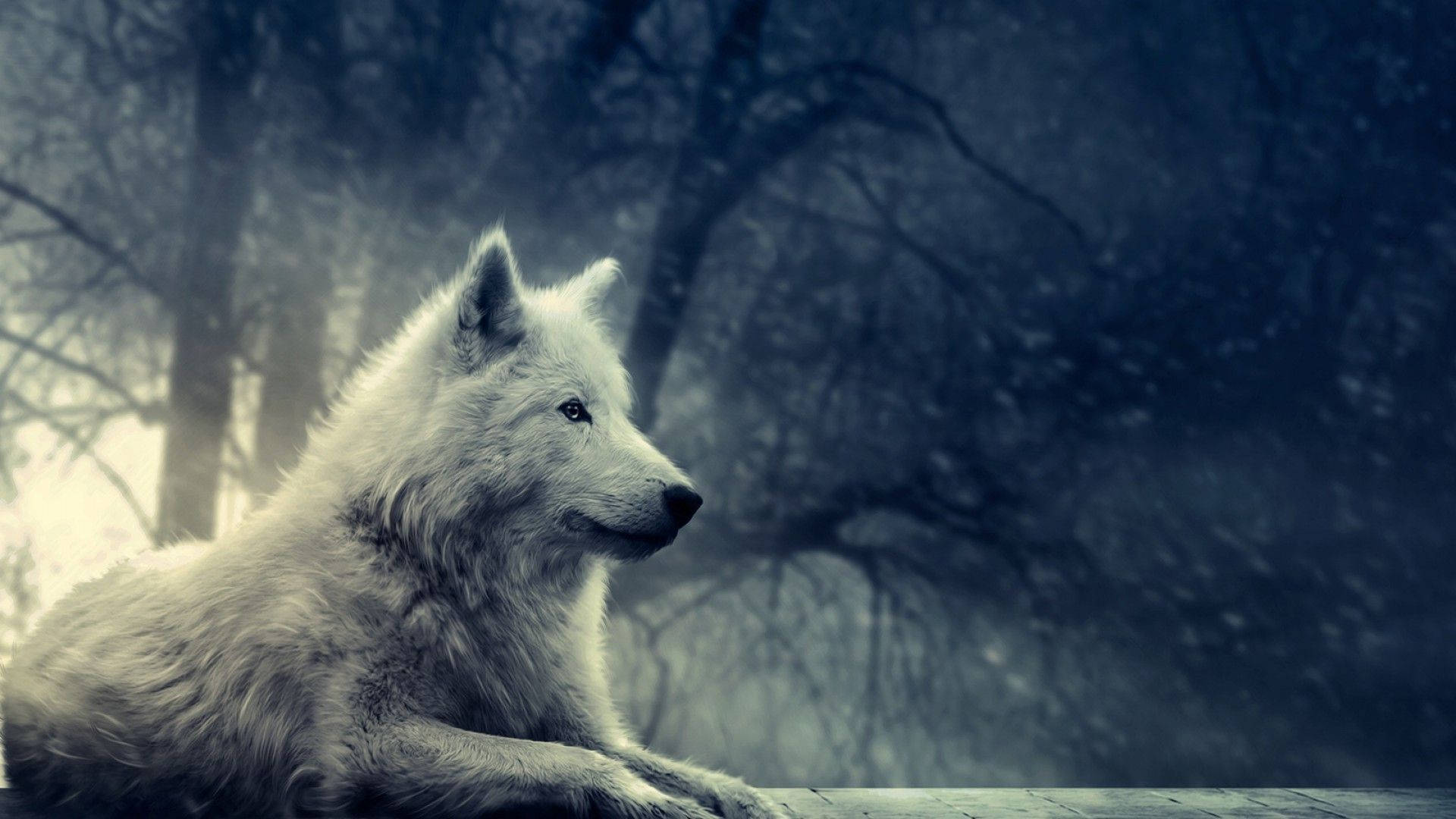 White Wolf, misty forest, bare trees, Full HD Desktop Wallpaper