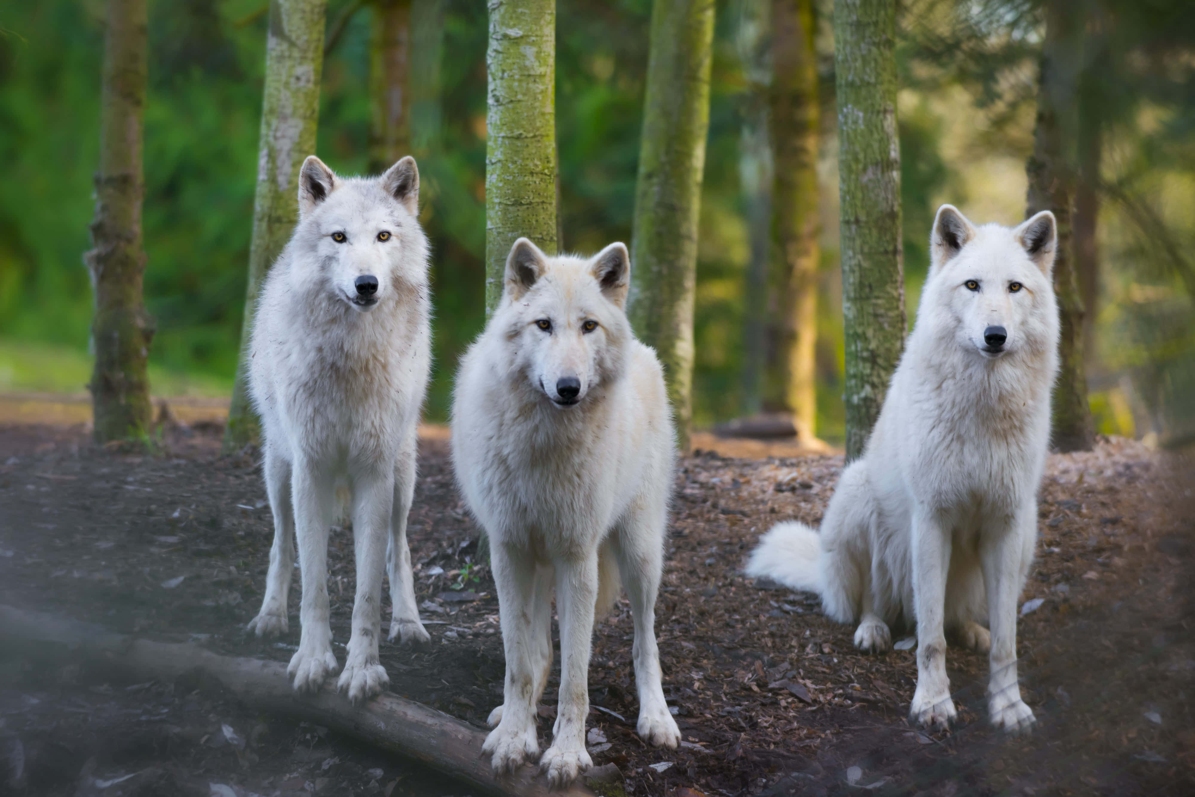 white wolves, sunlit forest clearing, tall trees, 4K Desktop Wallpaper