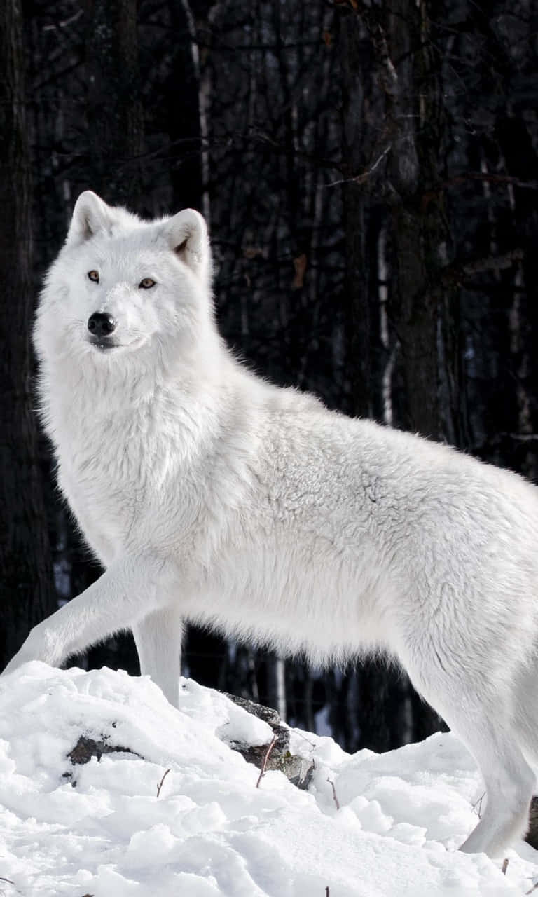 white wolf, snowy hill, snowy ground, HD Phone Wallpaper