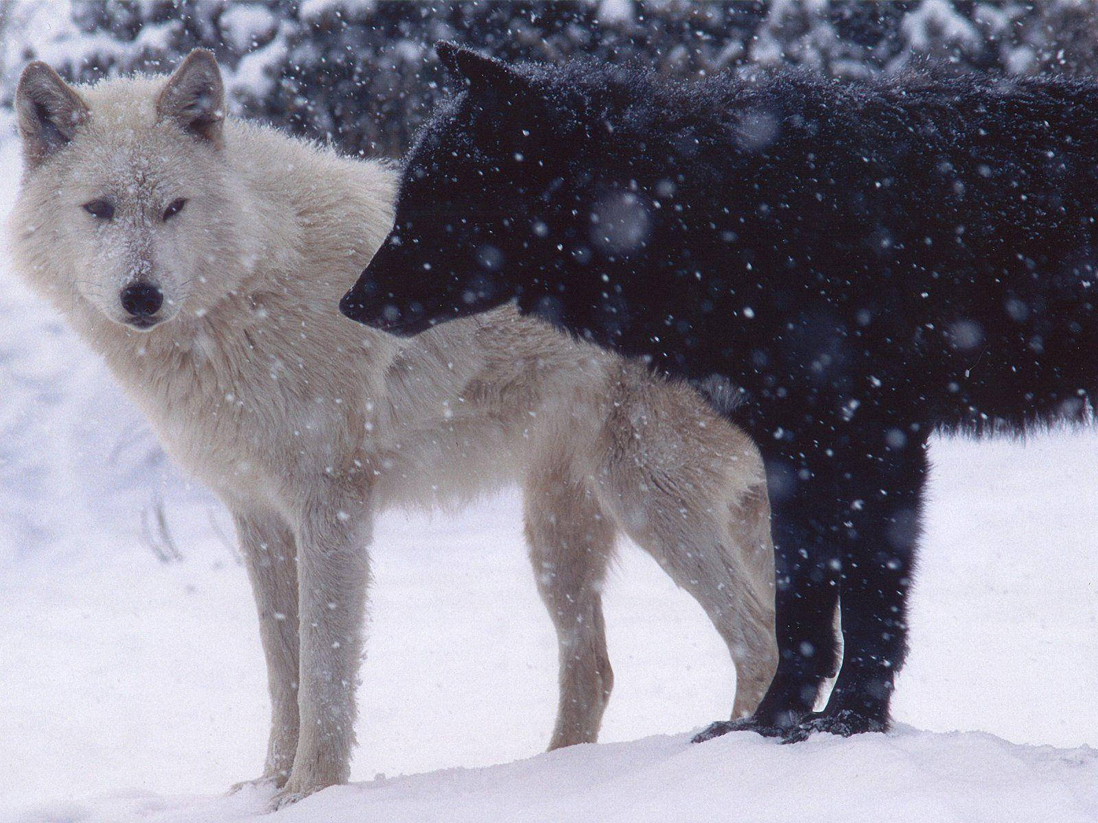 white wolf, black wolf, snowy forest, HD Desktop Wallpaper