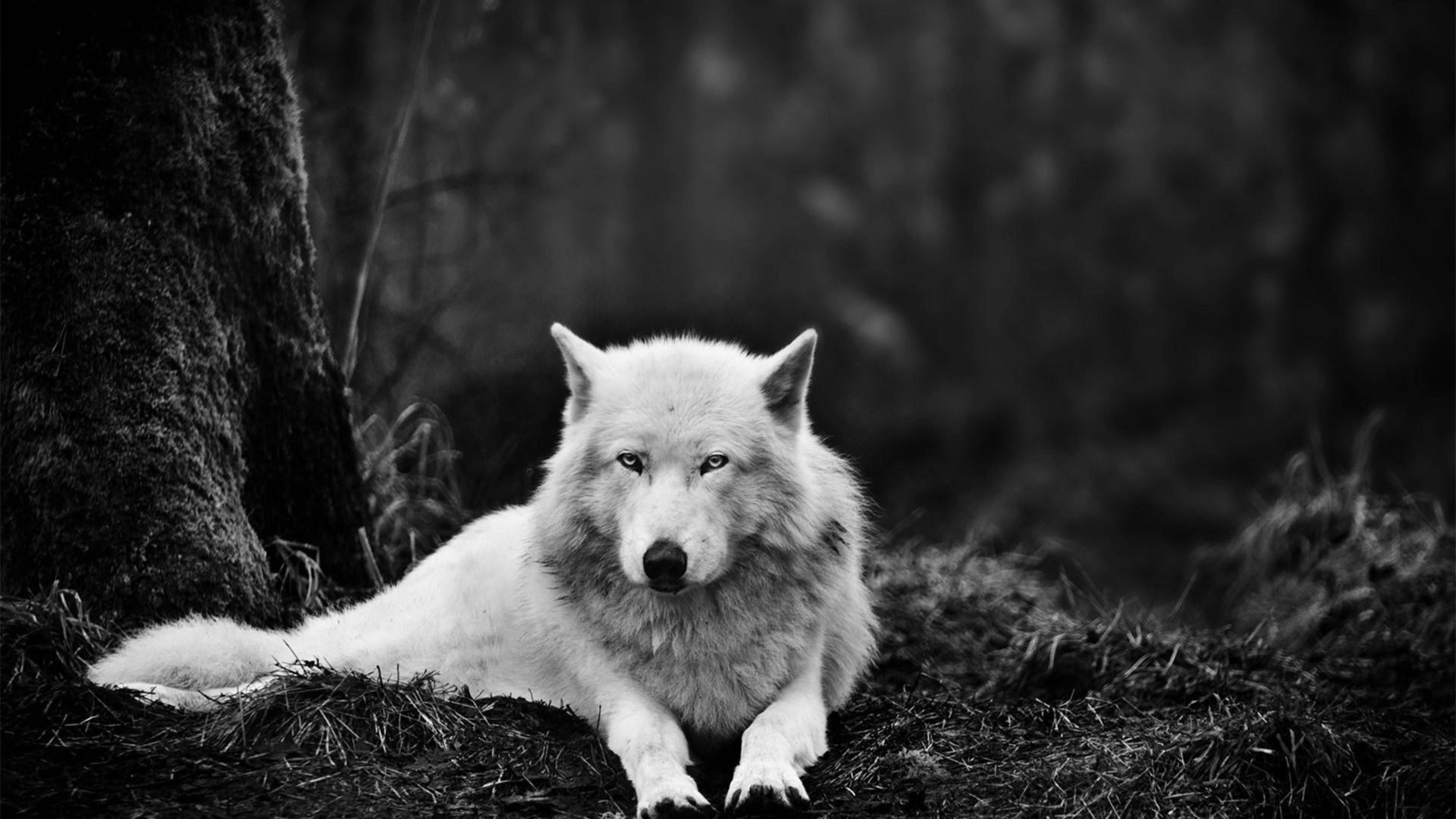 White Wolf, forest floor, mossy tree, 4K Desktop Wallpaper