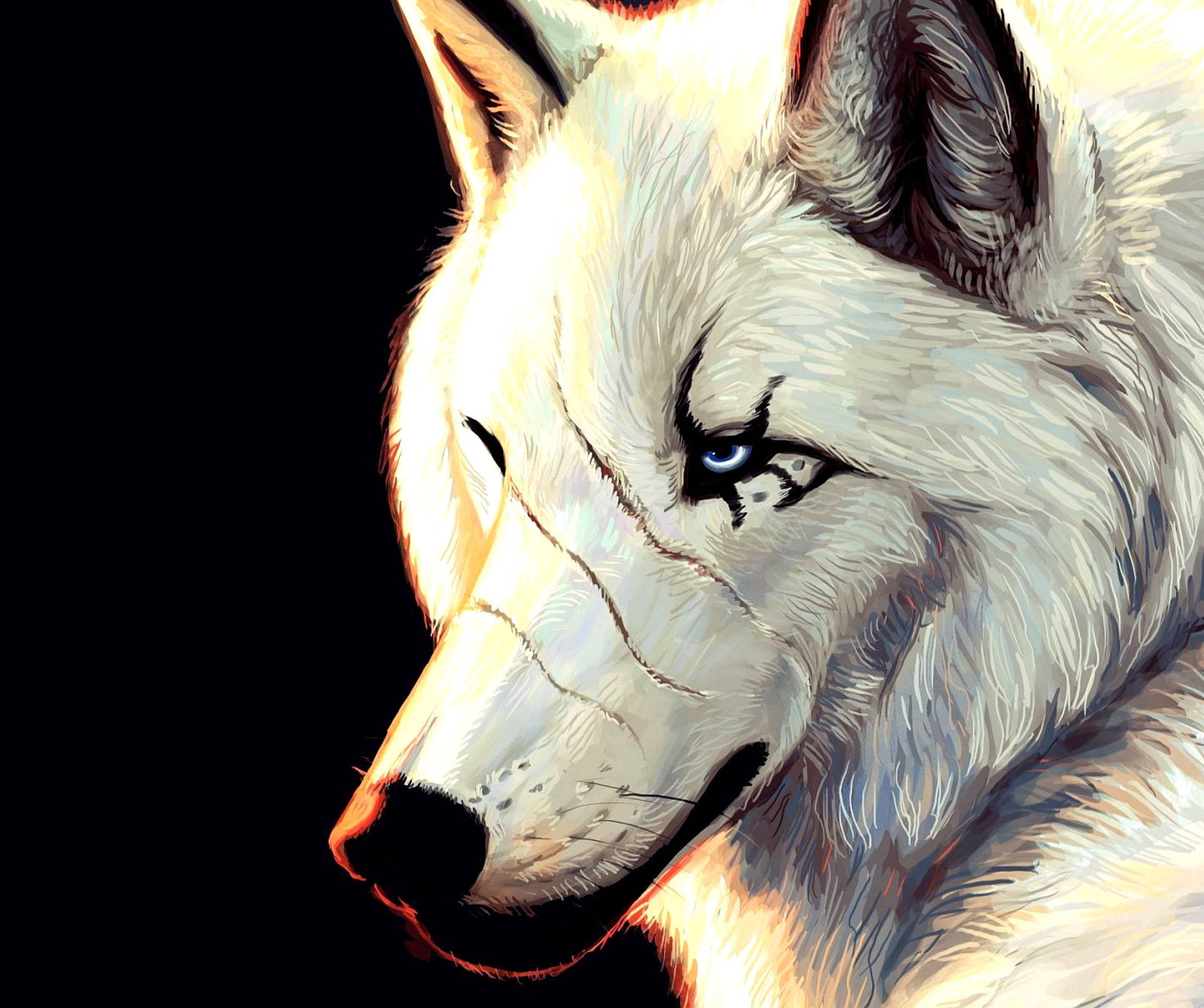 white wolf, piercing blue eyes, stark black background, Full HD Desktop Wallpaper