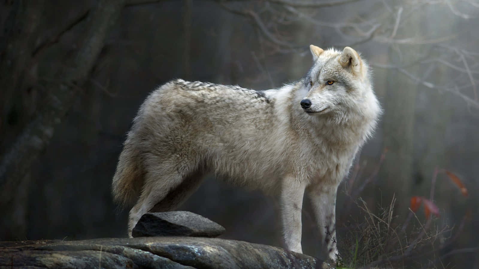 White Wolf, snowy landscape, mossy rock, HD Desktop Wallpaper