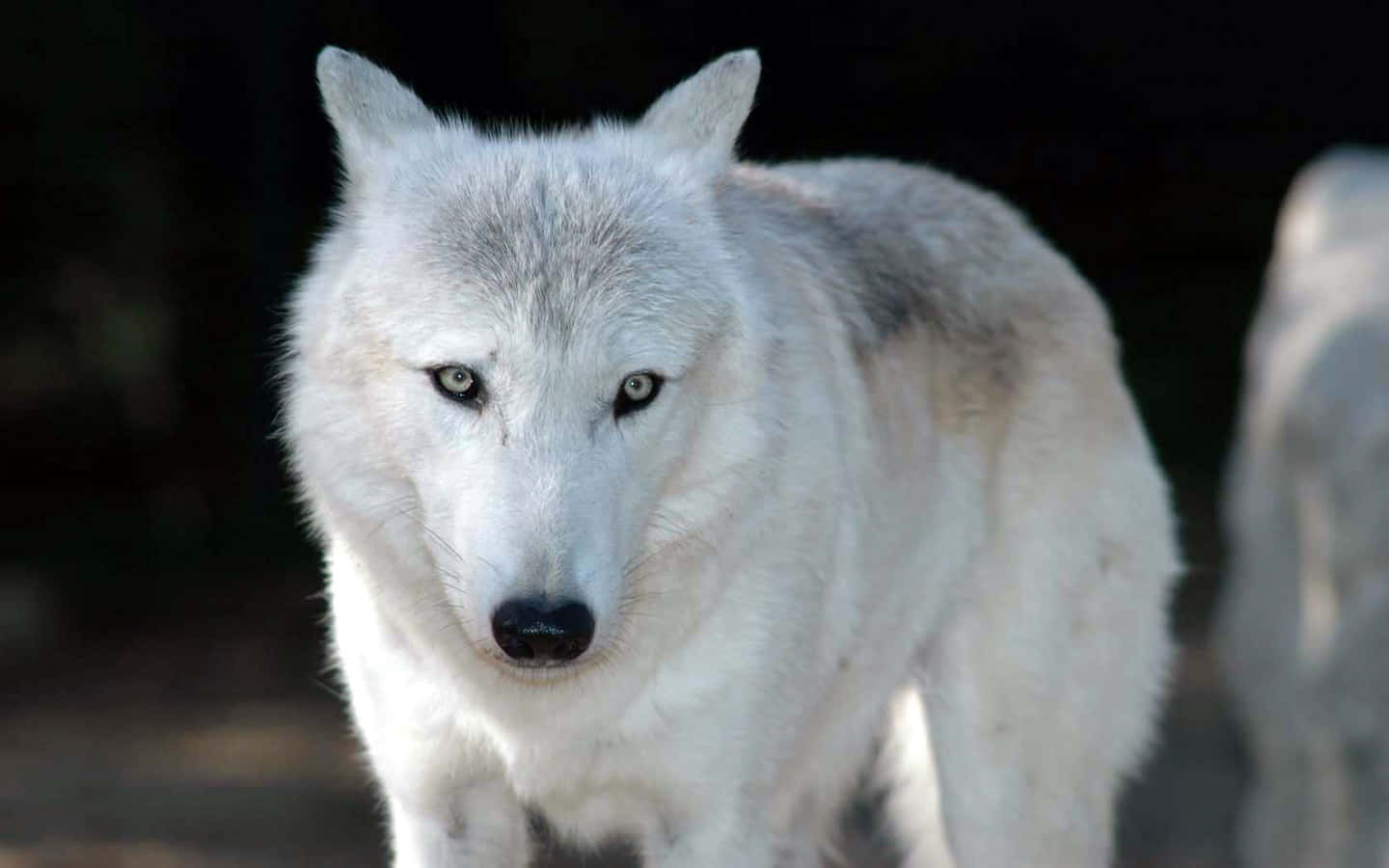 White Wolf, snowy wilderness, piercing yellow eyes, HD Desktop Wallpaper