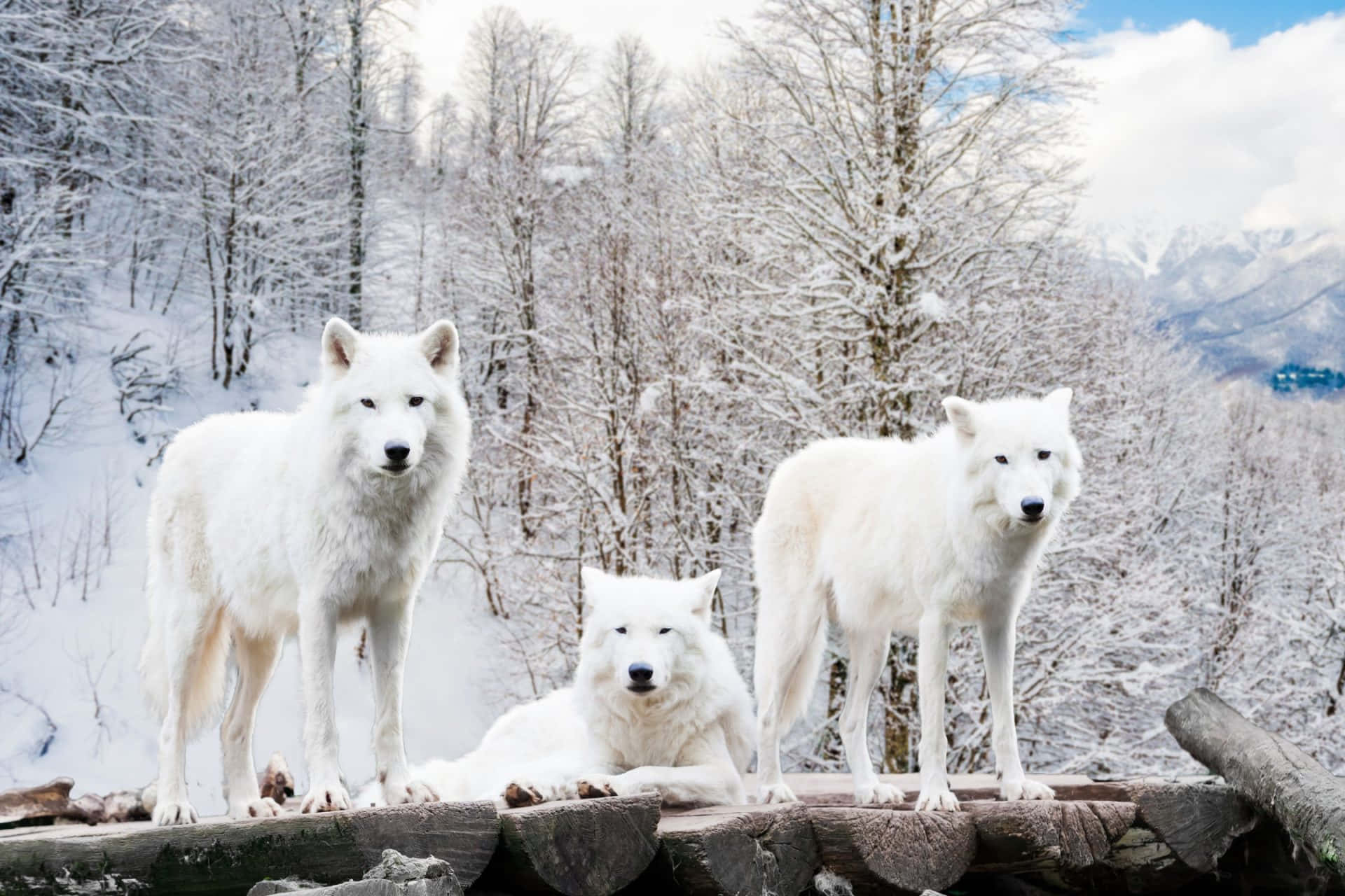 white wolves, snowy log, winter forest, Full HD Desktop Wallpaper