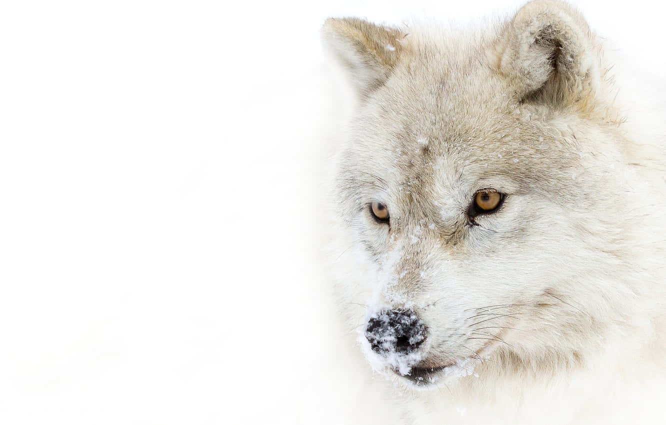 White Wolf, amber eyes, snowy wilderness, HD Desktop Wallpaper