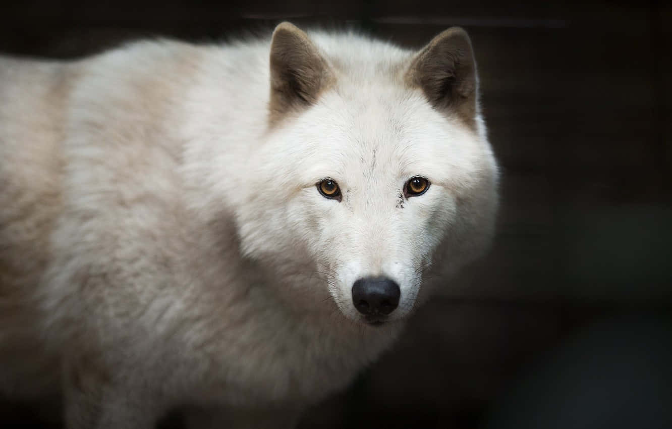 White Wolf, amber eyes, dark blurred background, HD Desktop Wallpaper