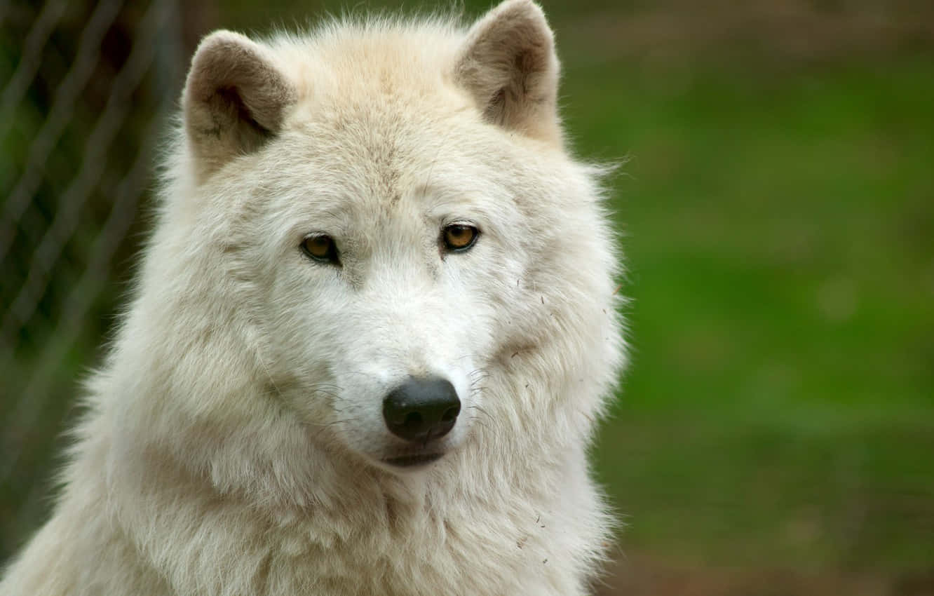 White Wolf, snowy forest, amber eyes, HD Desktop Wallpaper