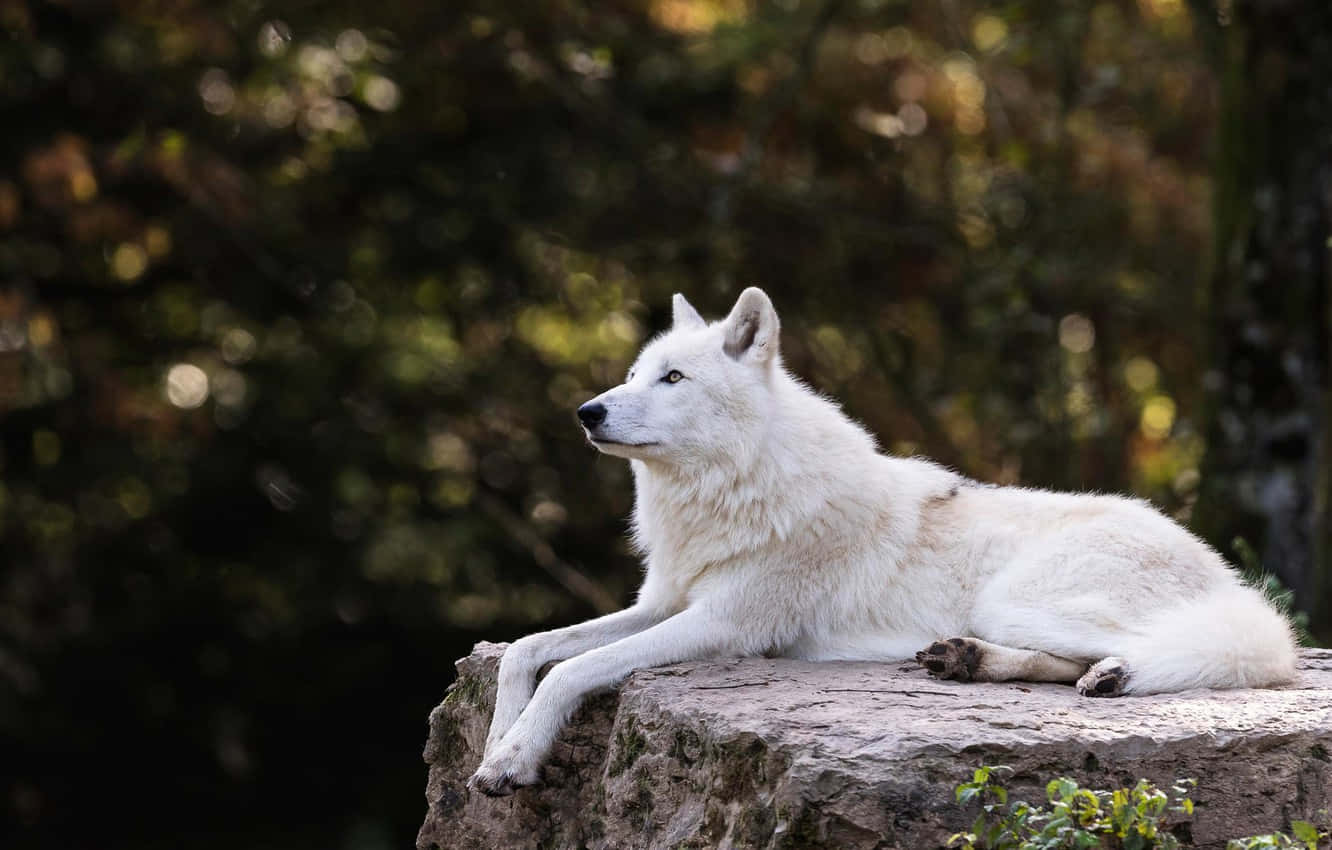 White Wolf, snowy landscape, mossy rock, HD Desktop Wallpaper