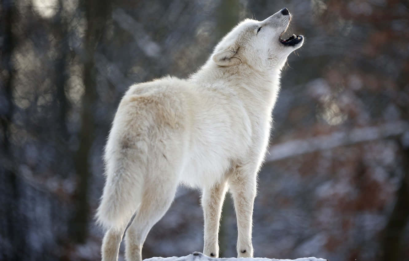 White Wolf, snowy forest, snow-covered ground, HD Desktop Wallpaper