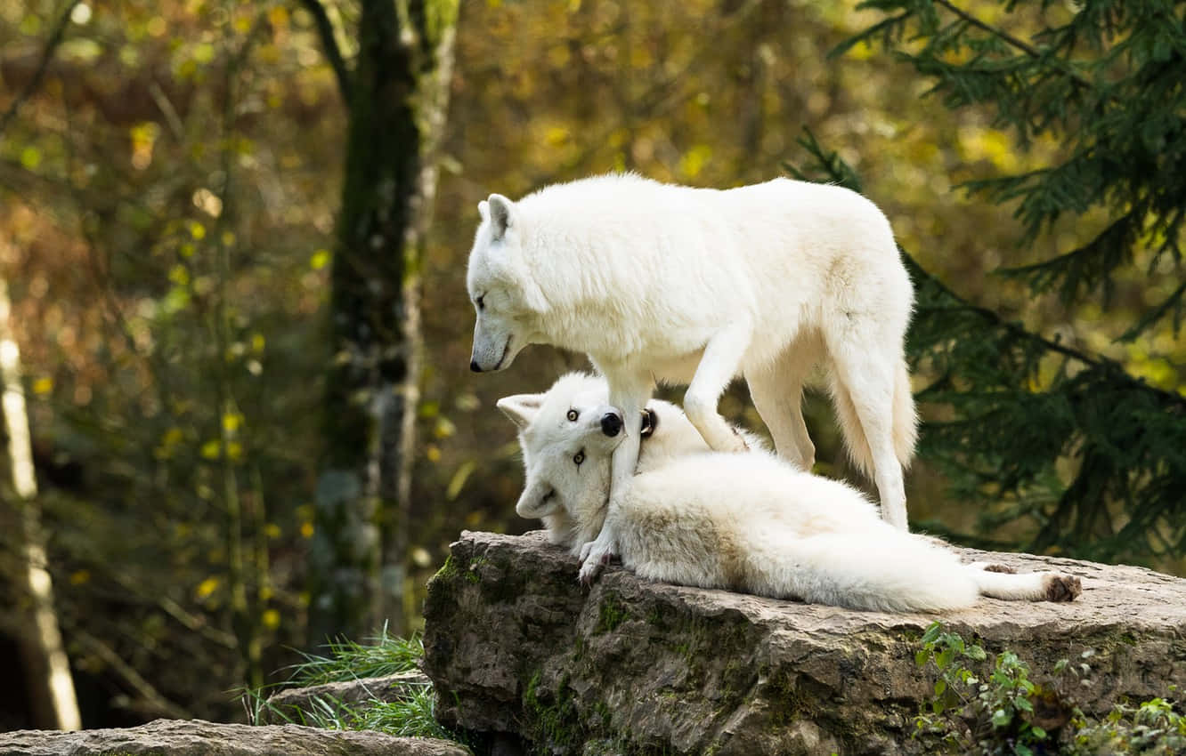 White Wolf, snowy landscape, mossy rock, HD Desktop Wallpaper
