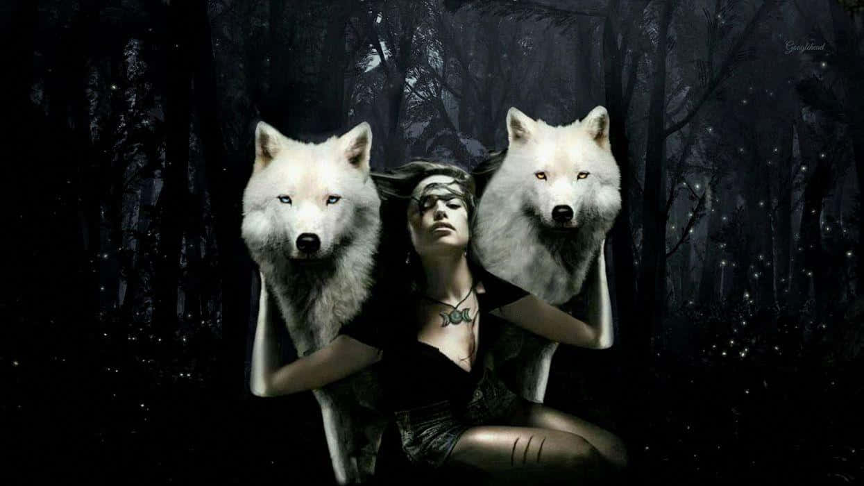 white wolf, snowy wilderness, dark mystical forest, SD Desktop Wallpaper