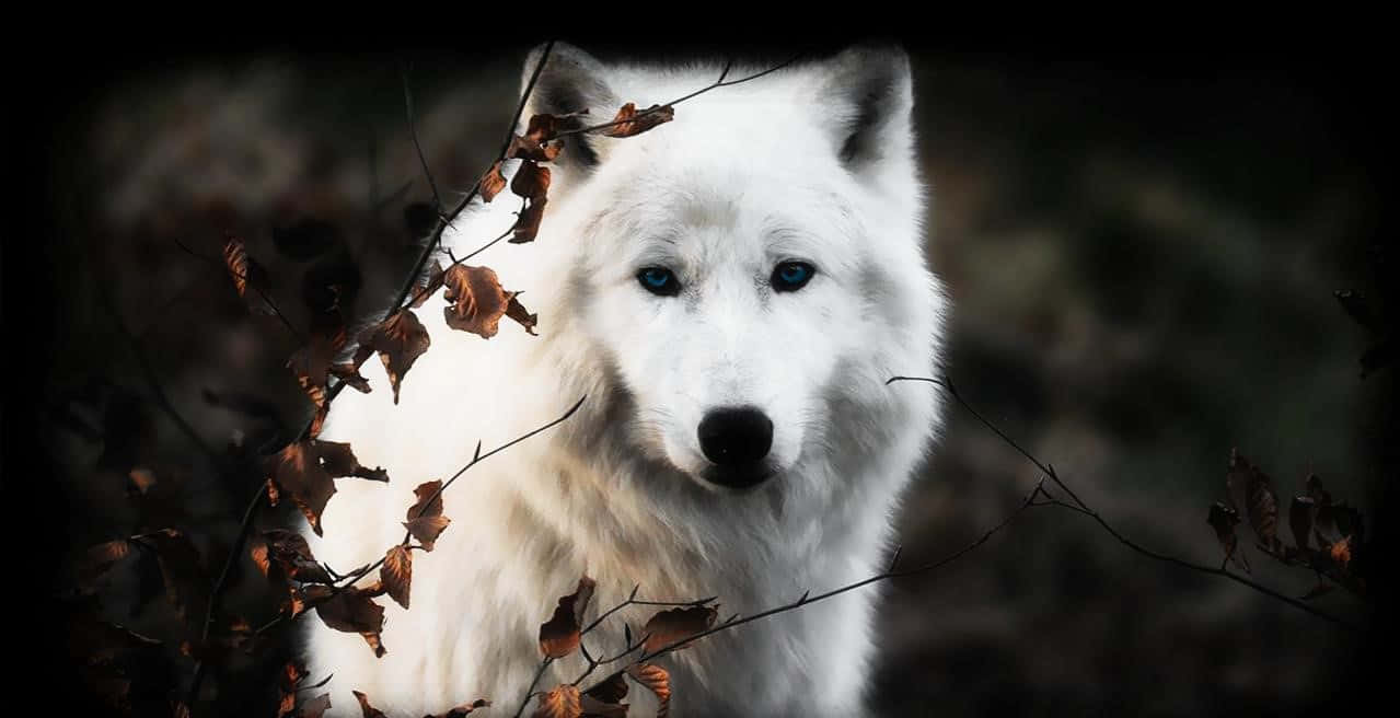 White Wolf, snowy landscape, piercing blue eyes, SD Desktop Wallpaper