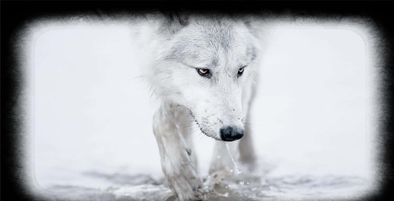 White Wolf, snowy landscape, shallow water, HD Desktop Wallpaper
