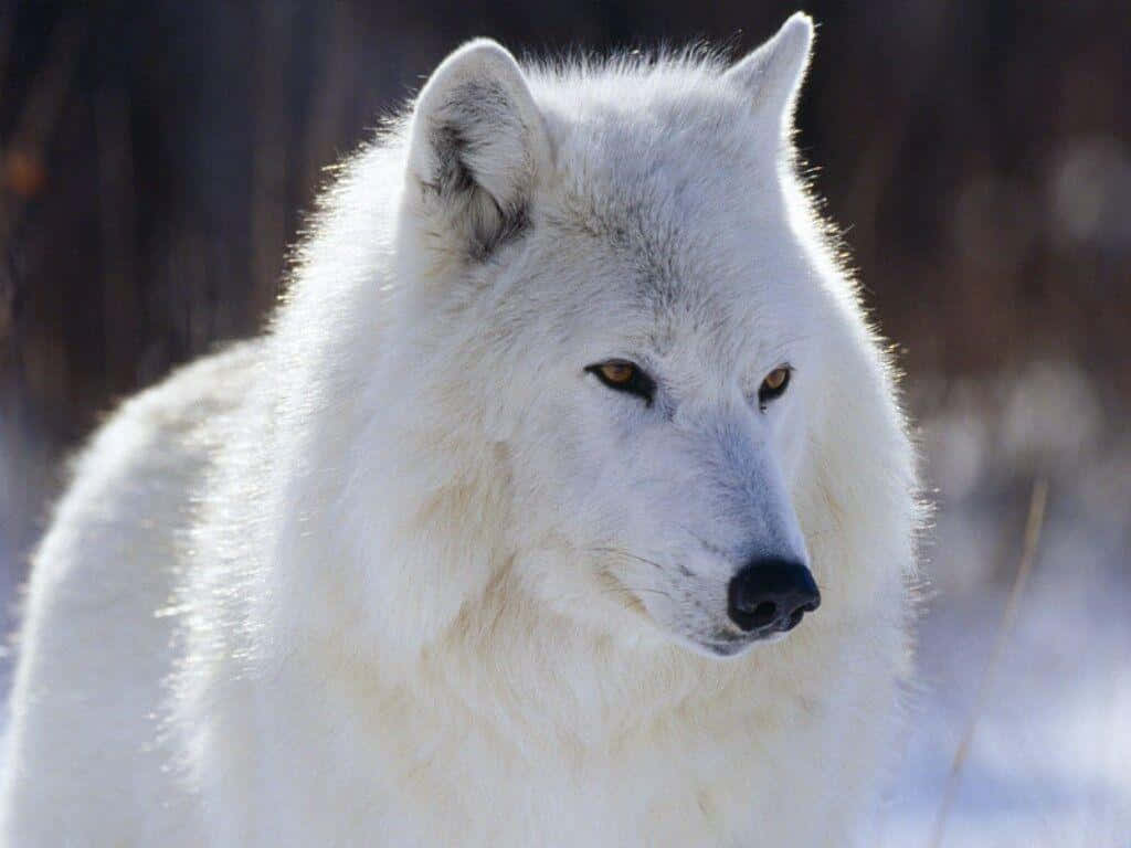 White Wolf, snowy winter landscape, piercing amber eyes, SD Desktop Wallpaper
