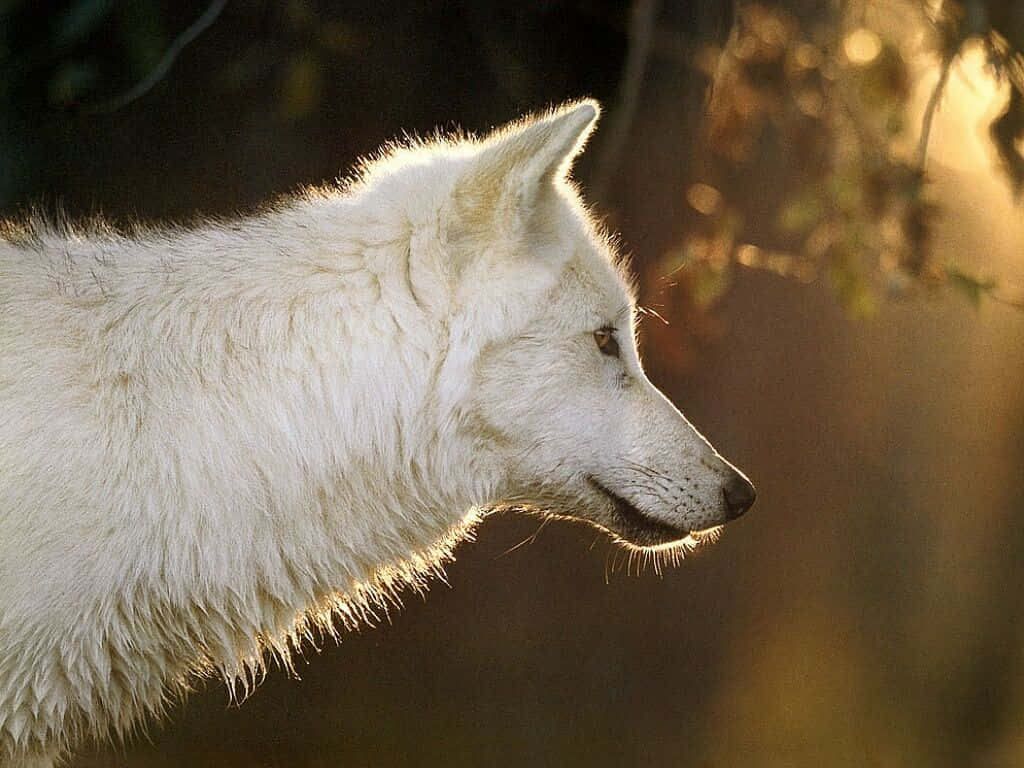 White Wolf, golden sunset light, snowy landscape, SD Desktop Wallpaper