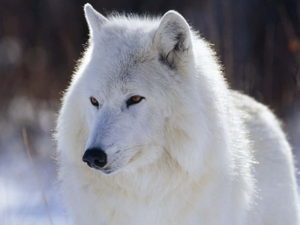White Wolf, amber eyes, snowy winter backdrop, SD Desktop Wallpaper