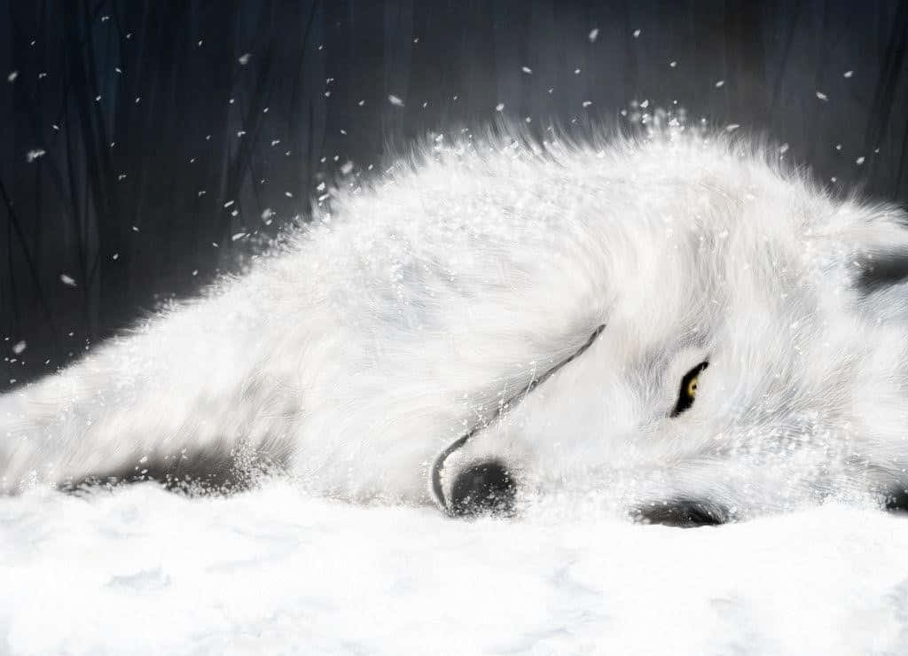 White Wolf, snowy landscape, golden eyes, SD Desktop Wallpaper