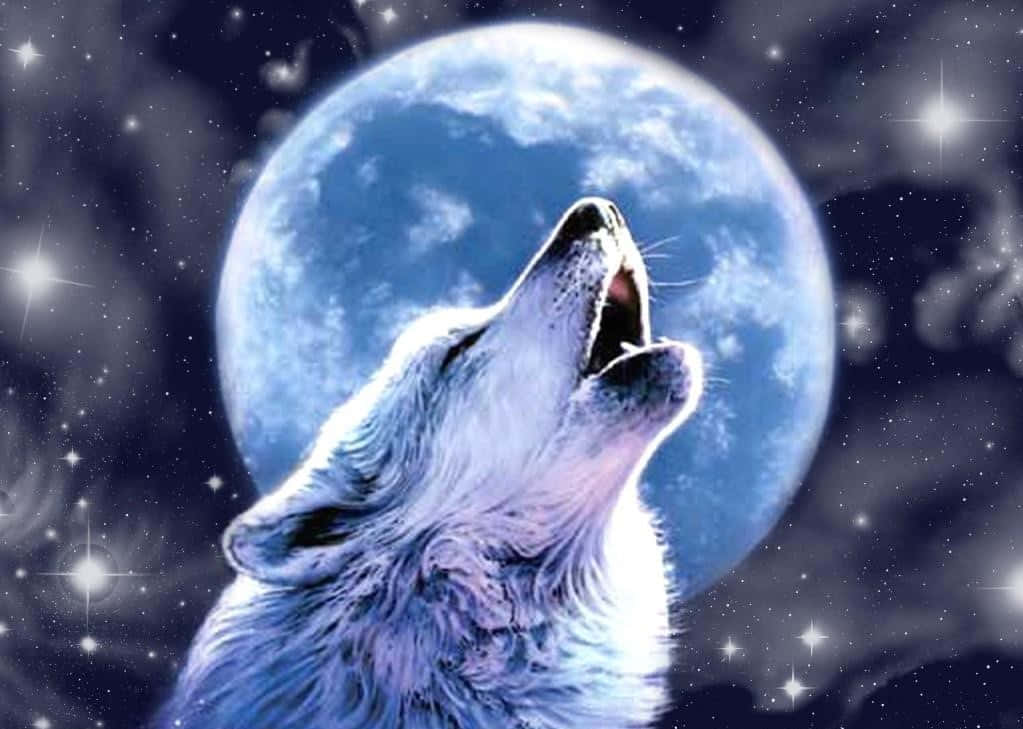 White Wolf, blue moon, twinkling stars, SD Desktop Wallpaper