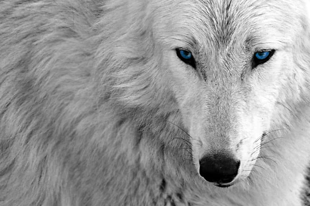 White Wolf, piercing blue eyes, snowy wilderness, SD Desktop Wallpaper