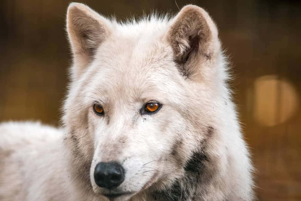 White Wolf, amber eyes, soft fur, SD Desktop Wallpaper