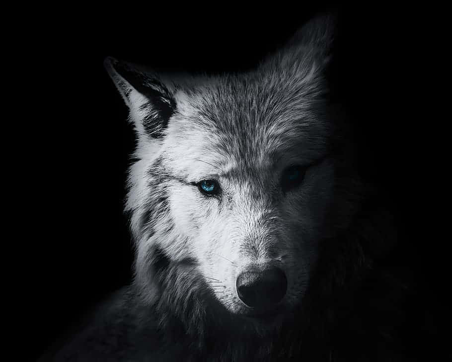 White Wolf, piercing blue eyes, pitch-black background, SD Desktop Wallpaper