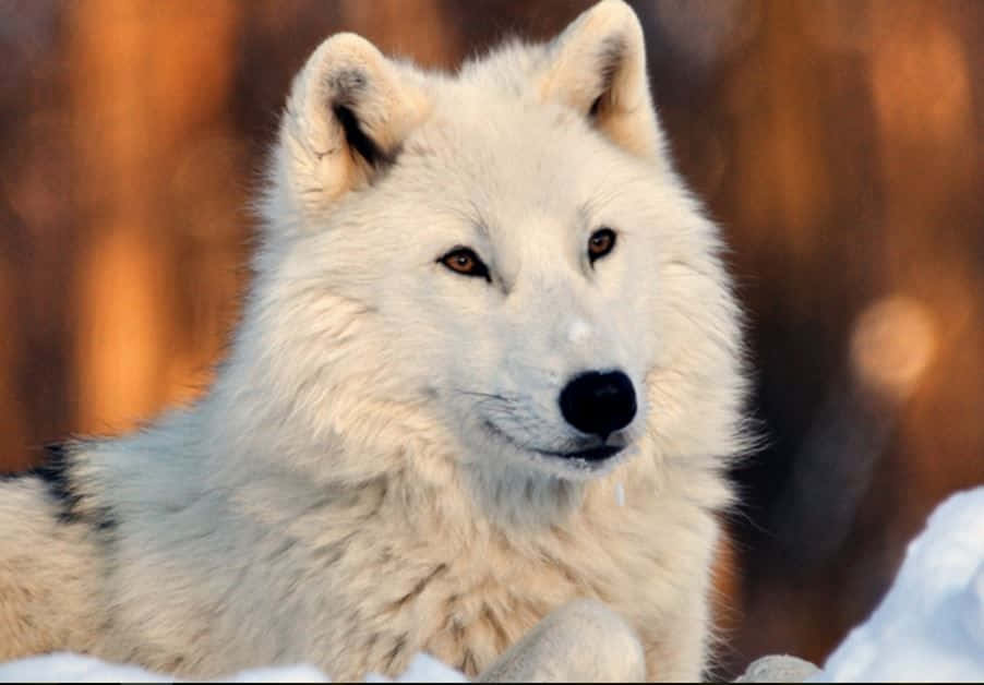 White Wolf, winter forest, snowy terrain, SD Desktop Wallpaper