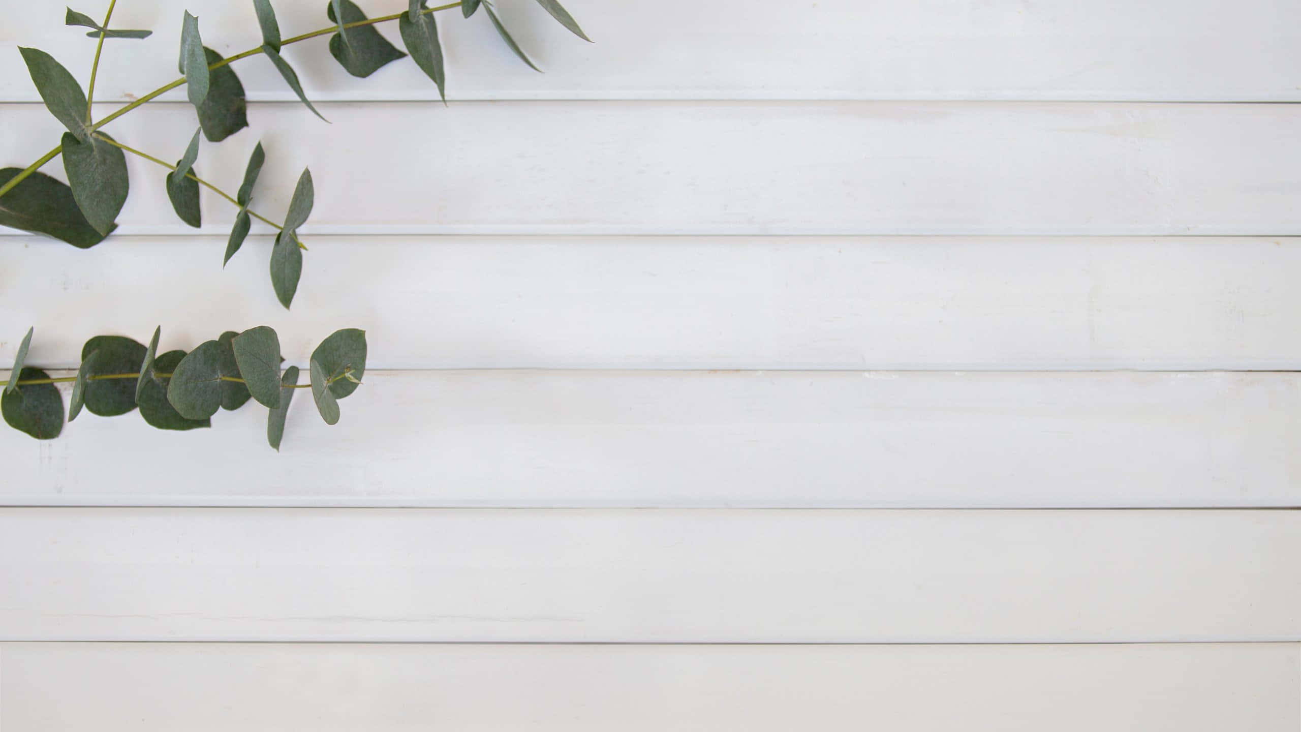eucalyptus, white wooden surface, minimalist botanical backdrop, 2K Desktop Wallpaper