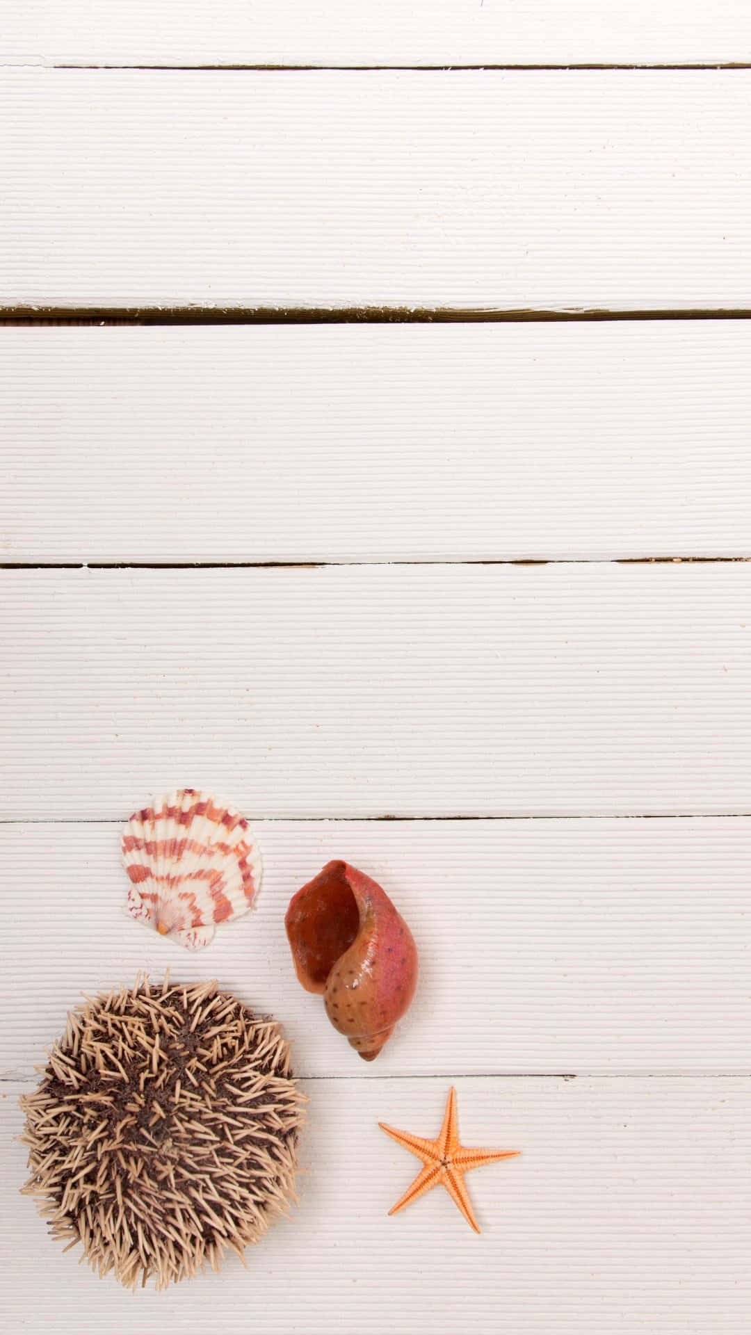 seashells, starfish, white wooden surface, Full HD Phone Wallpaper