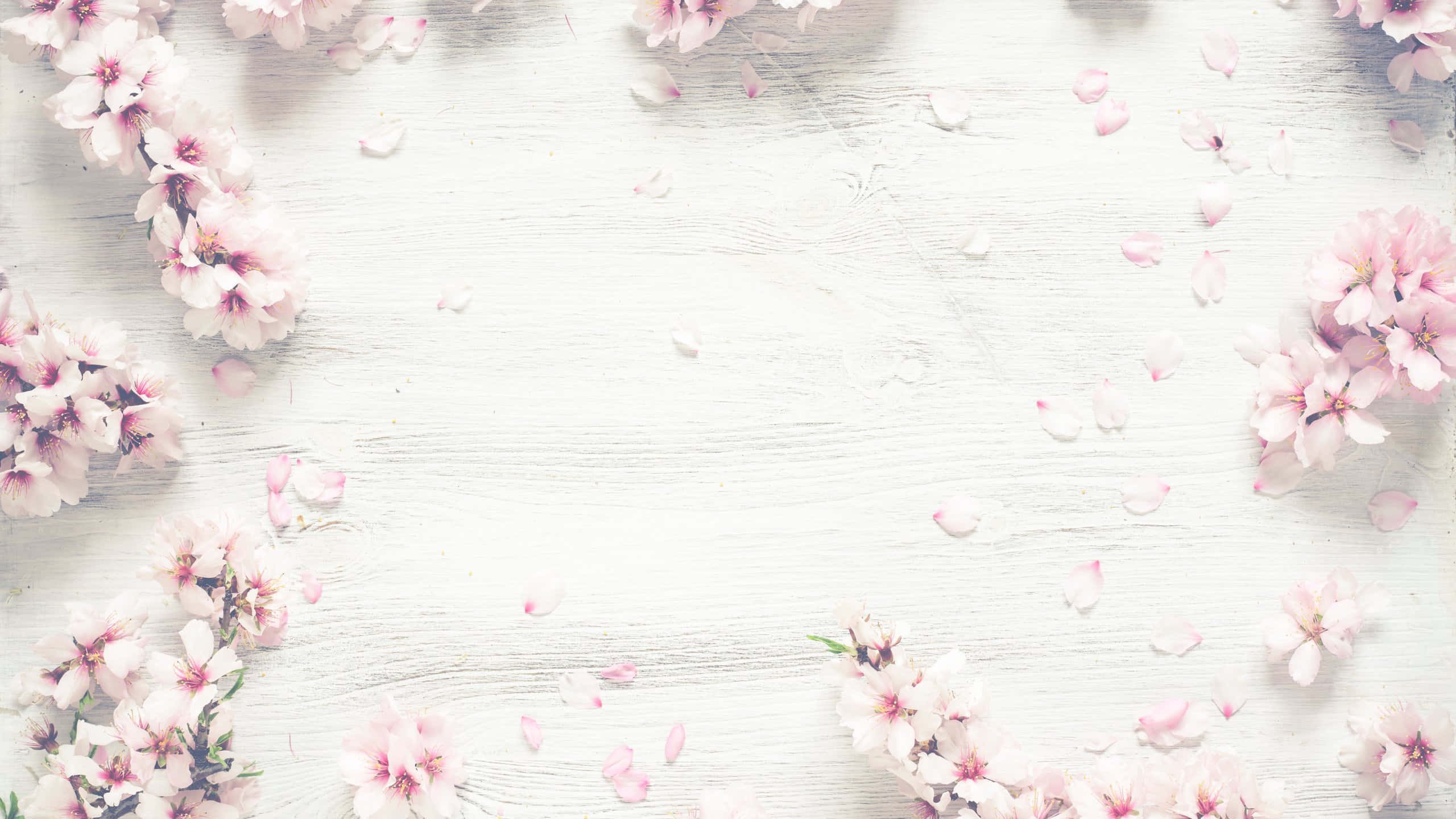 Cherry Blossomson, White Wood, pink cherry blossoms, 2K Desktop Wallpaper