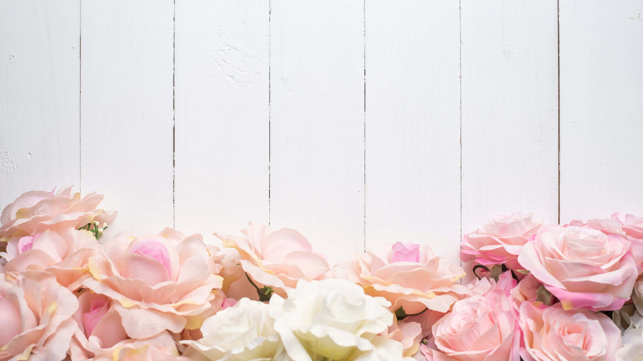 pink roses, white wooden plank background, soft pink, 2K Desktop Wallpaper