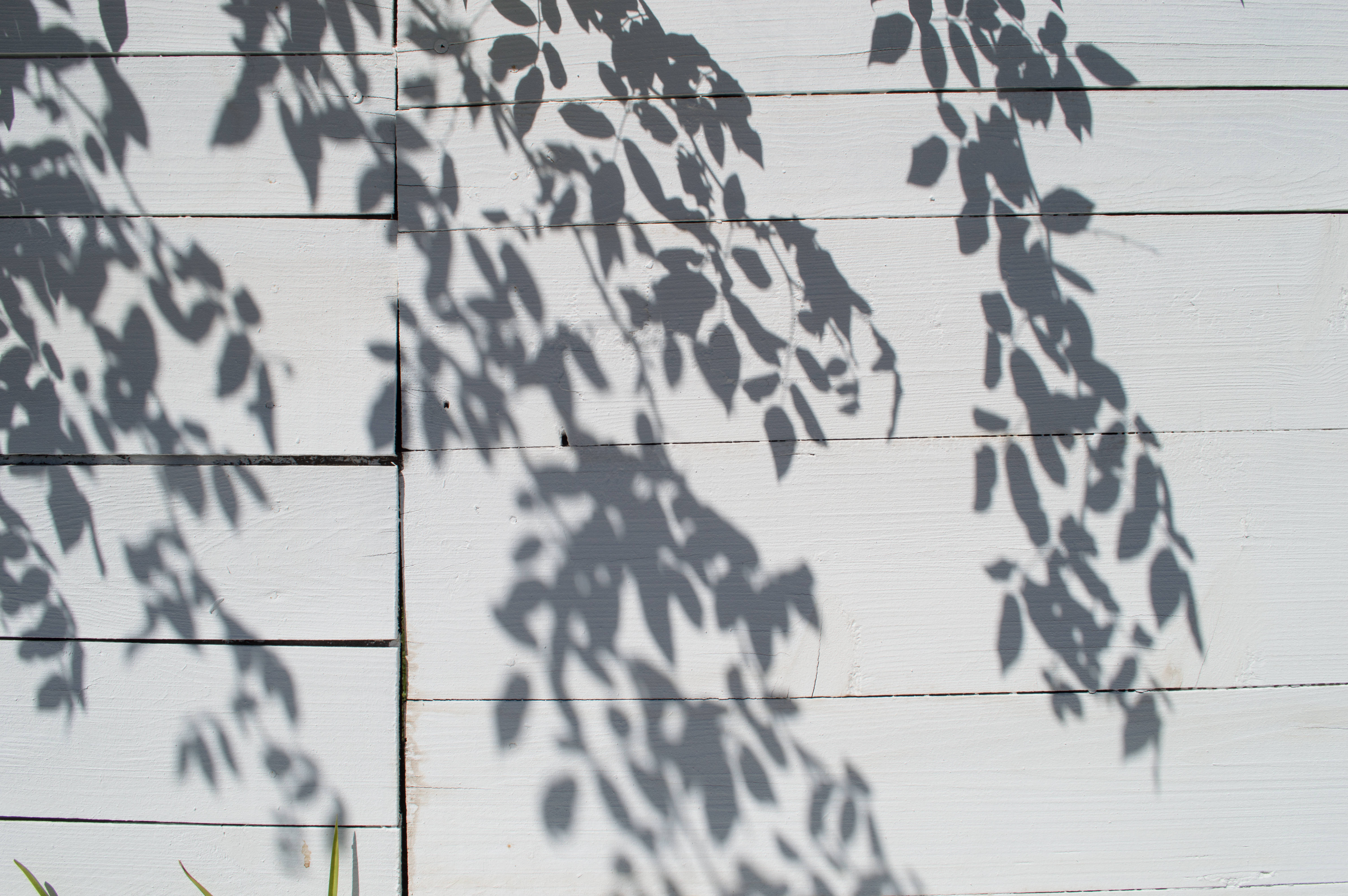 white aesthetic wooden panel, dappled leaf shadows, bright white wooden wall, 5K Desktop Wallpaper